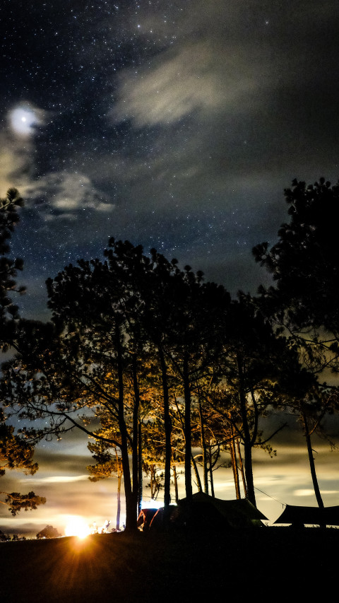 Silhouette of Trees