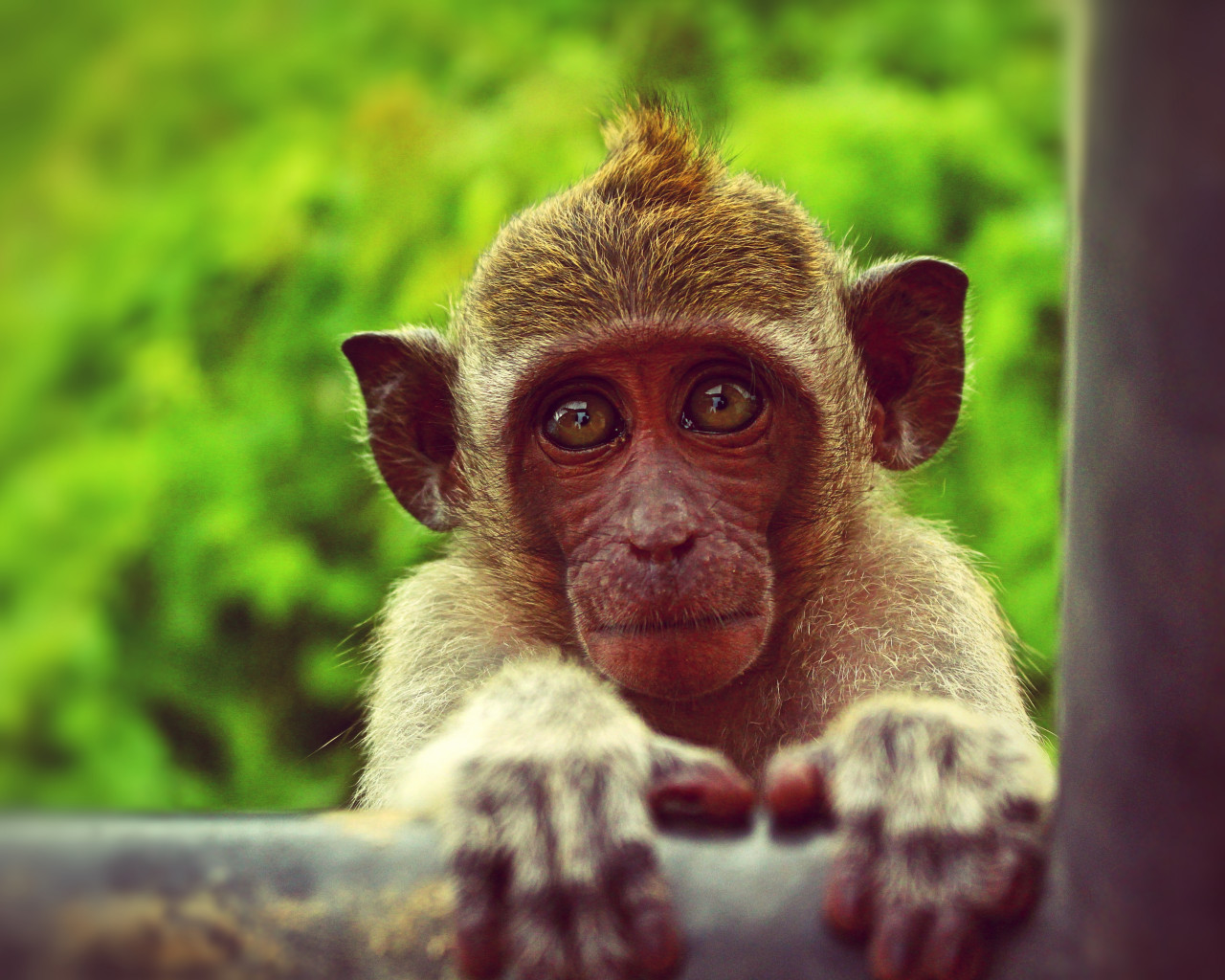 Brown Monkey