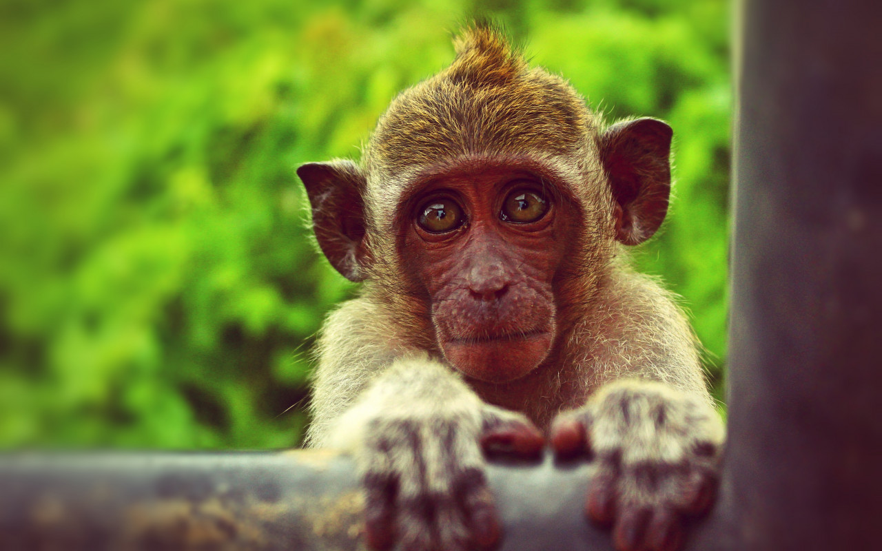 Brown Monkey