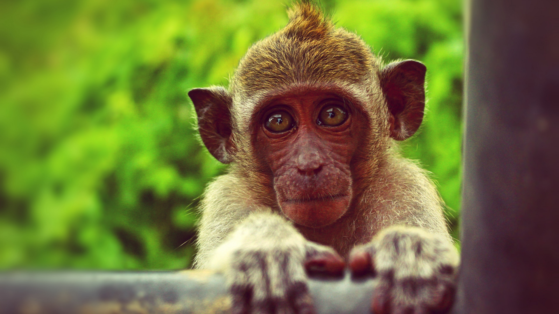 Brown Monkey