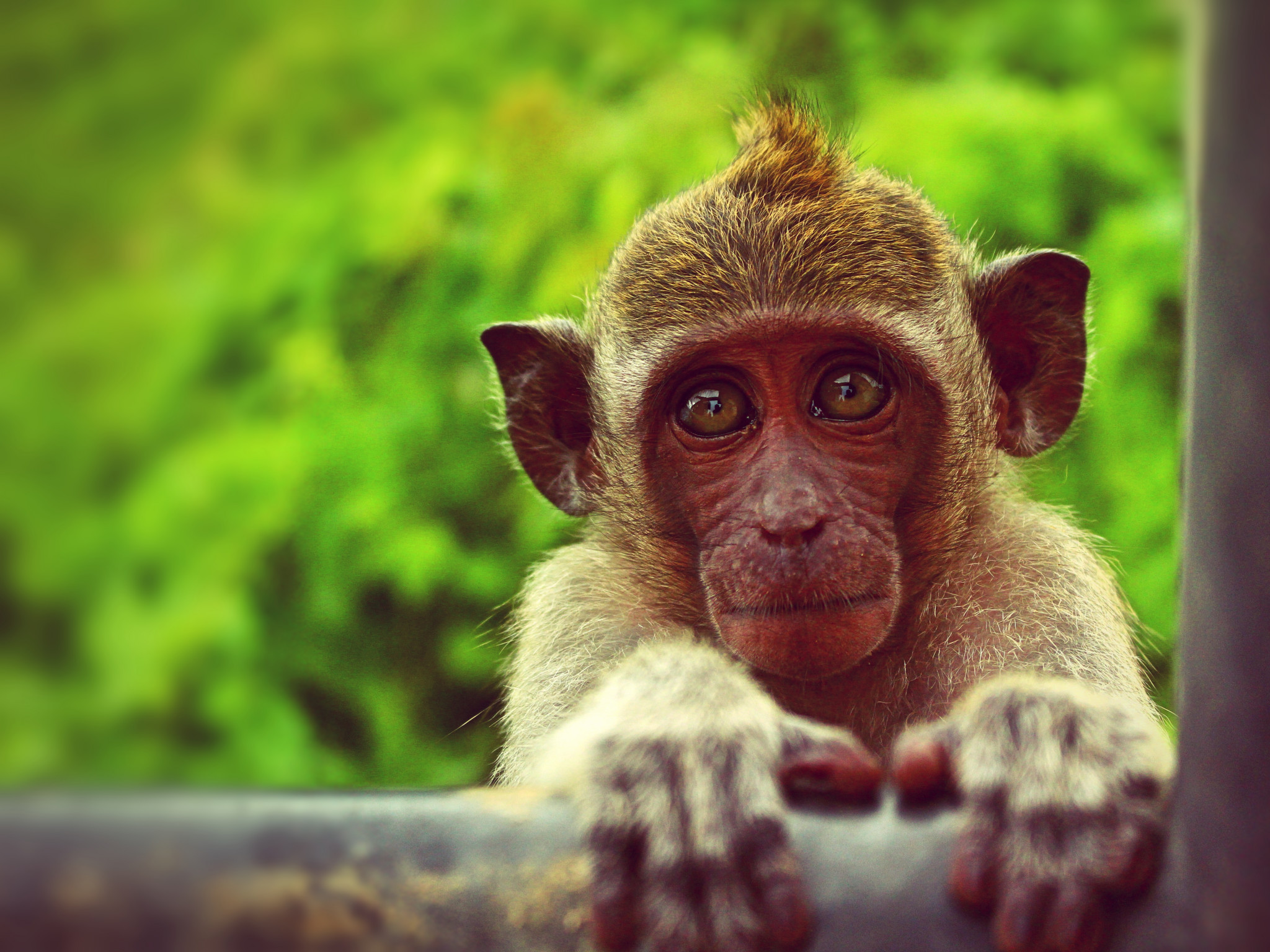 Brown Monkey