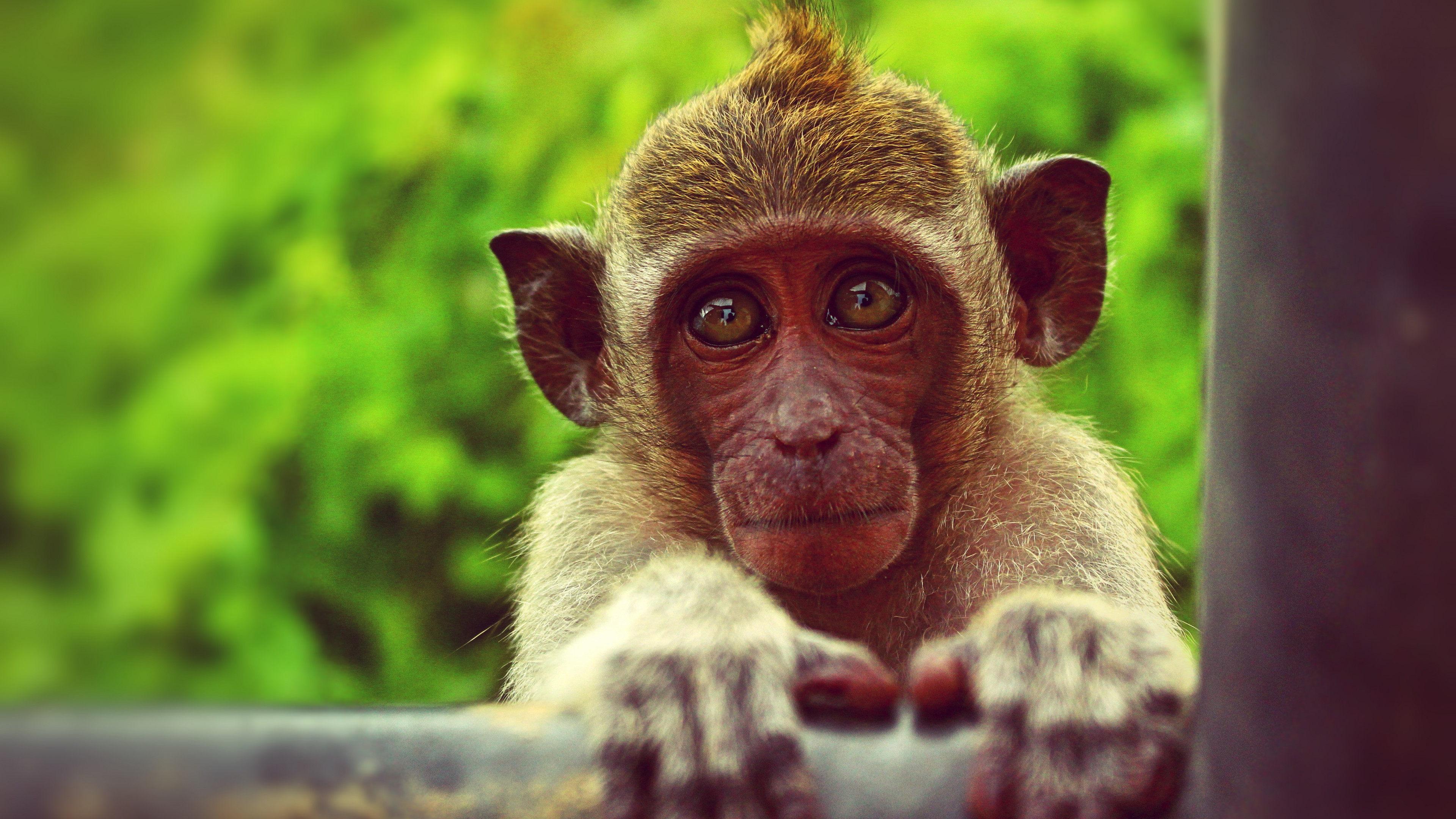 Brown Monkey
