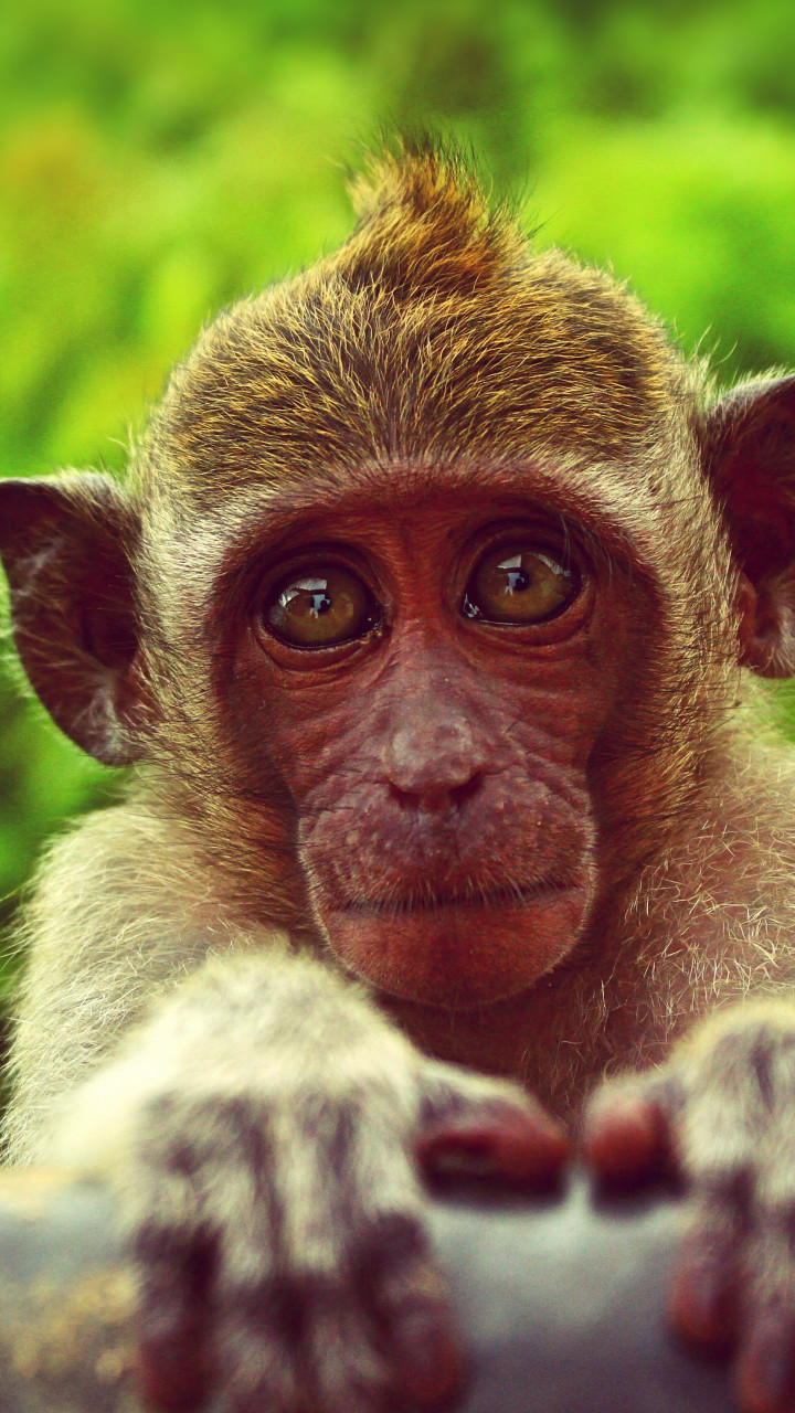 Brown Monkey