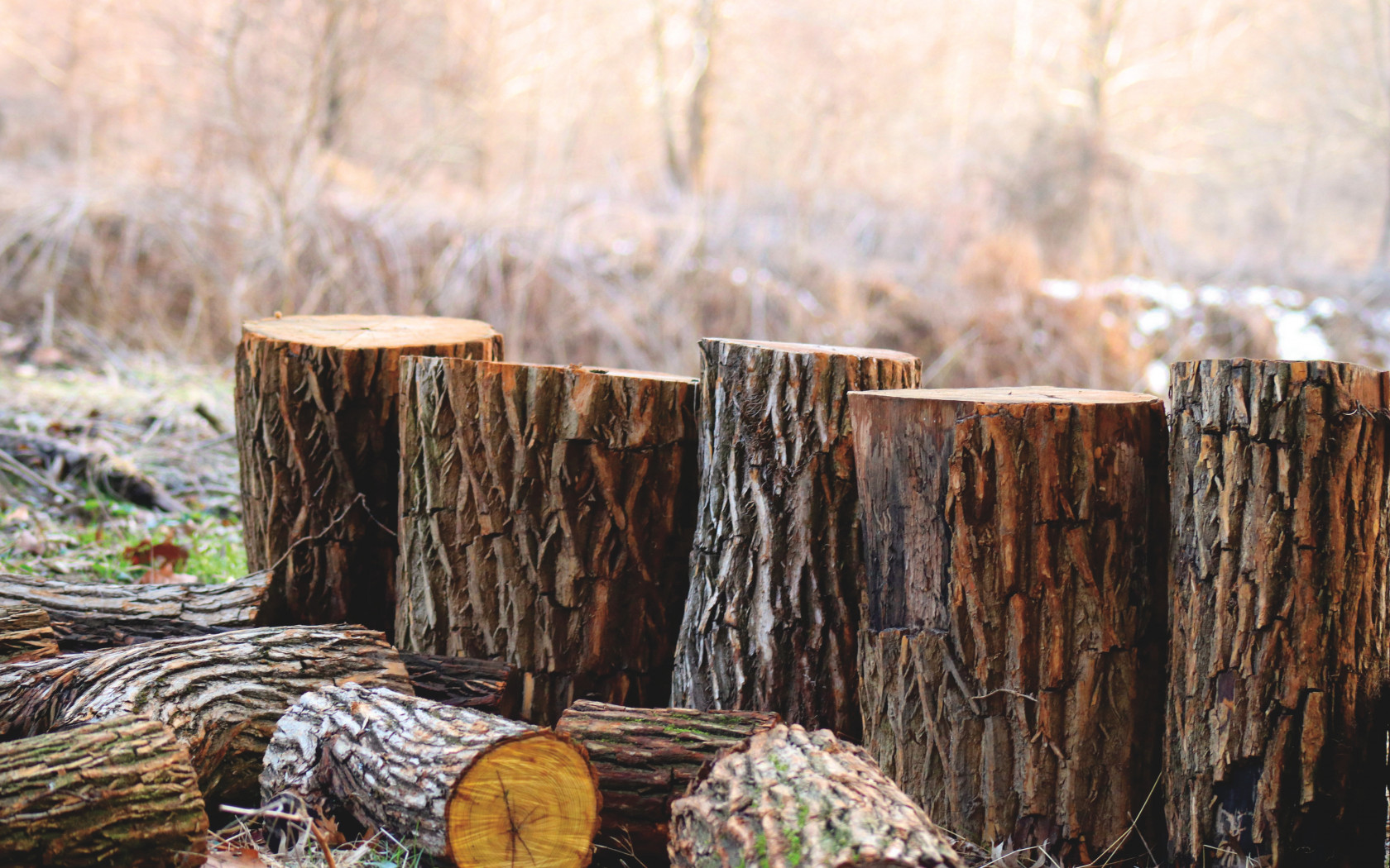 Brown Tree Logs