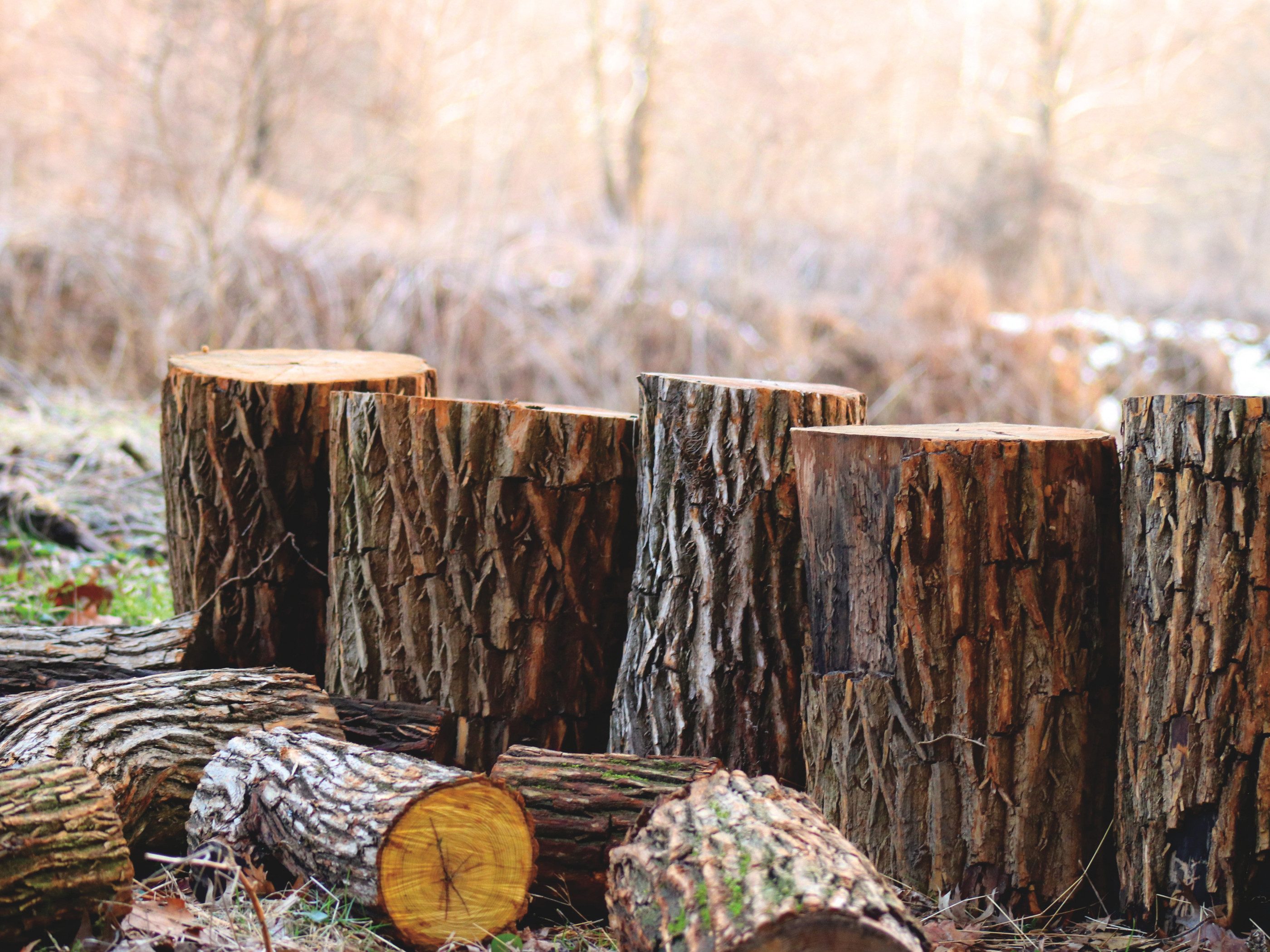 Brown Tree Logs
