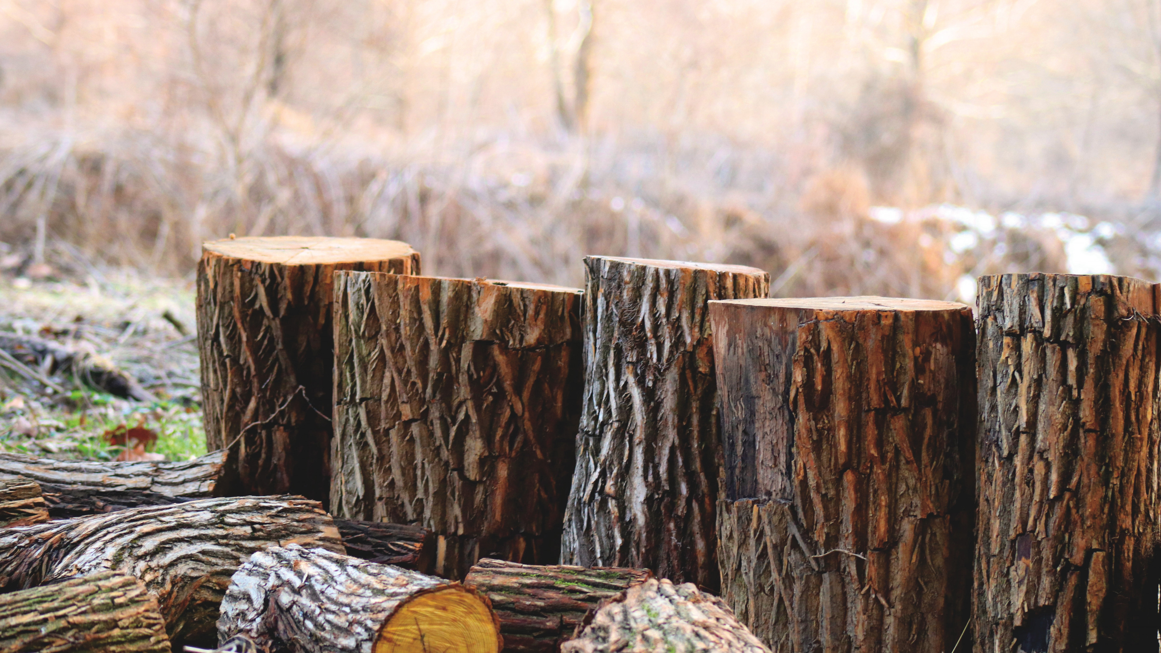 Brown Tree Logs