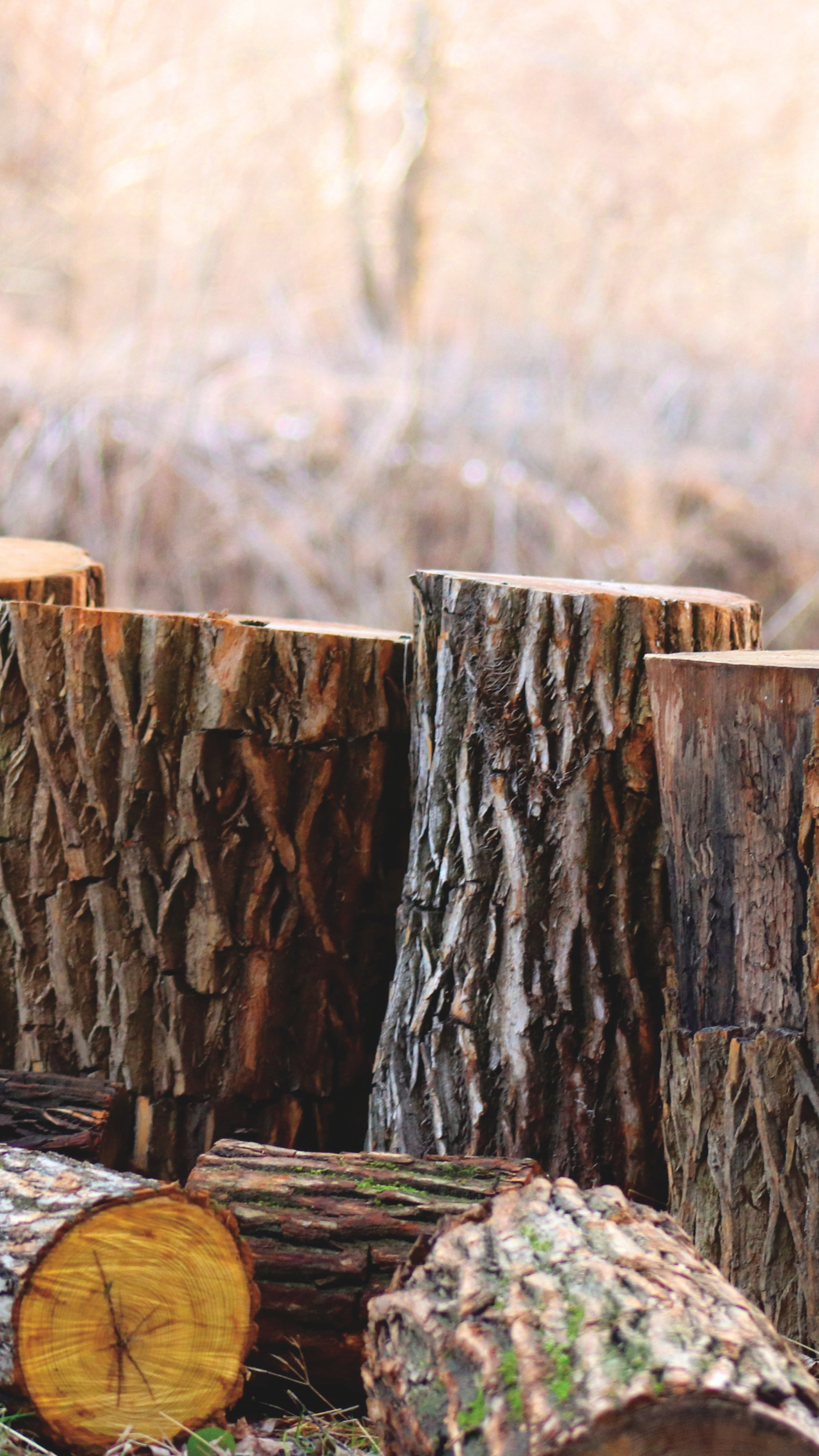 Brown Tree Logs