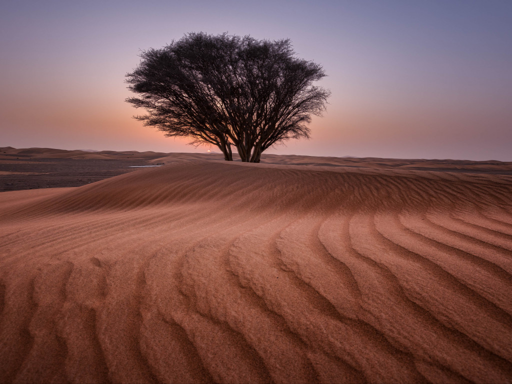 Green Tree in the Middle of Desert