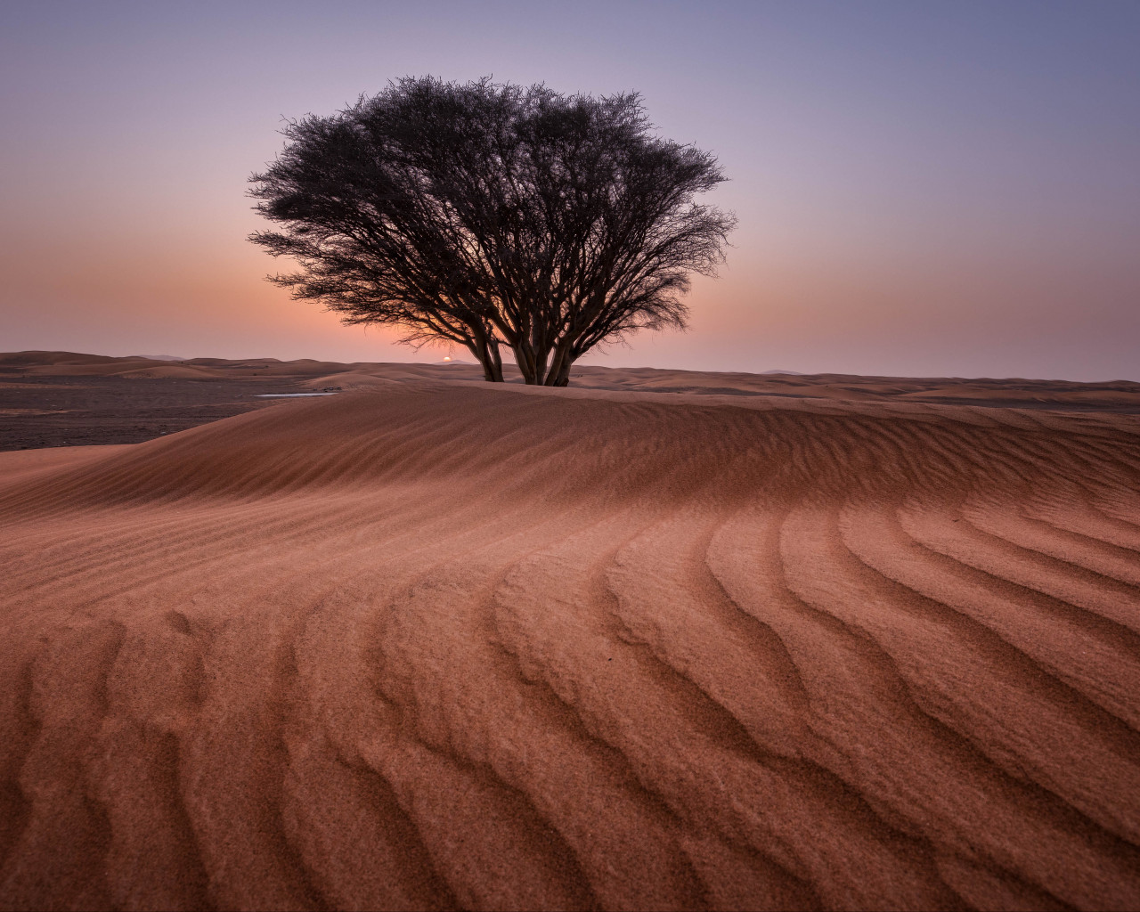 Green Tree in the Middle of Desert