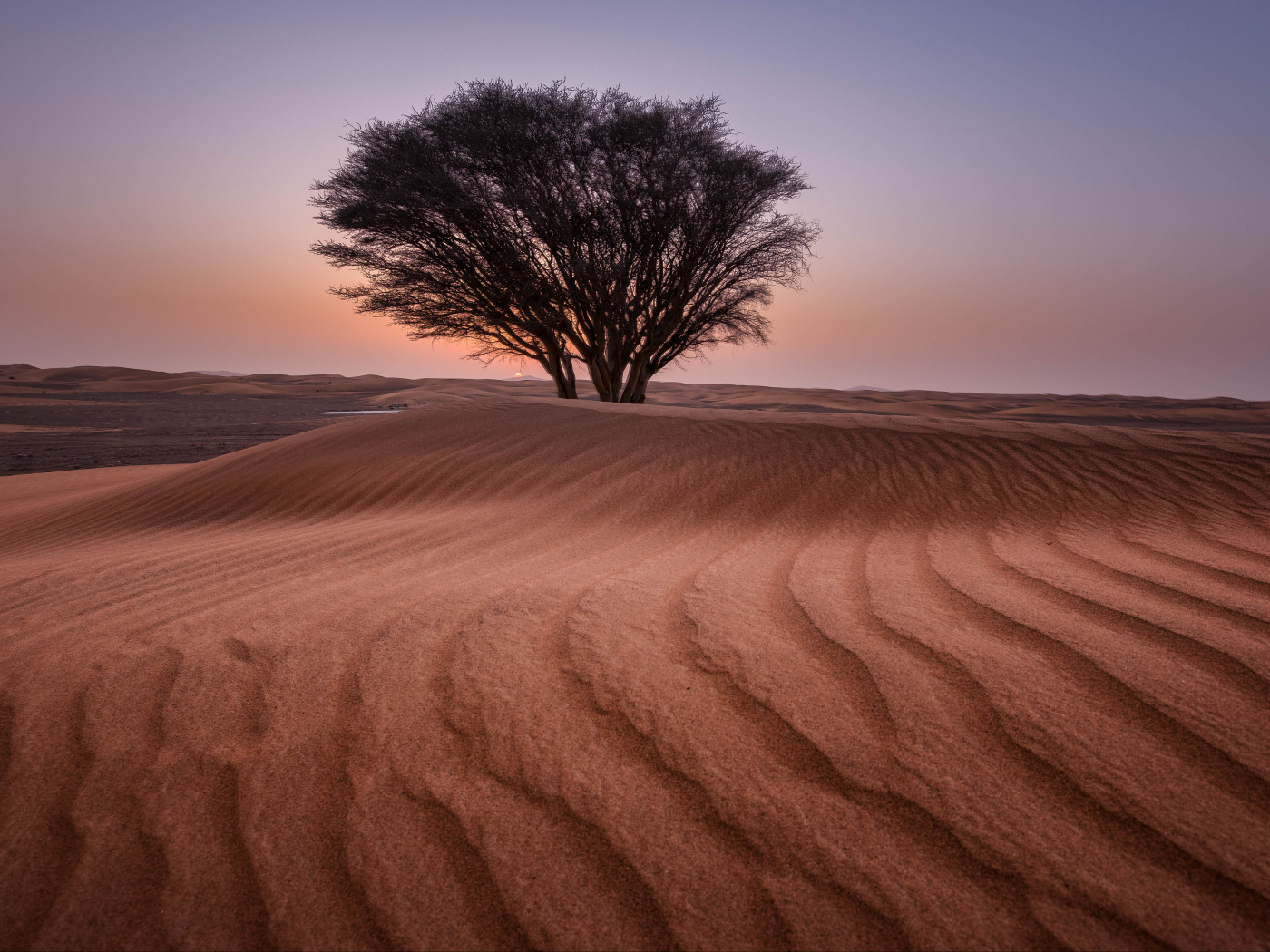 Green Tree in the Middle of Desert