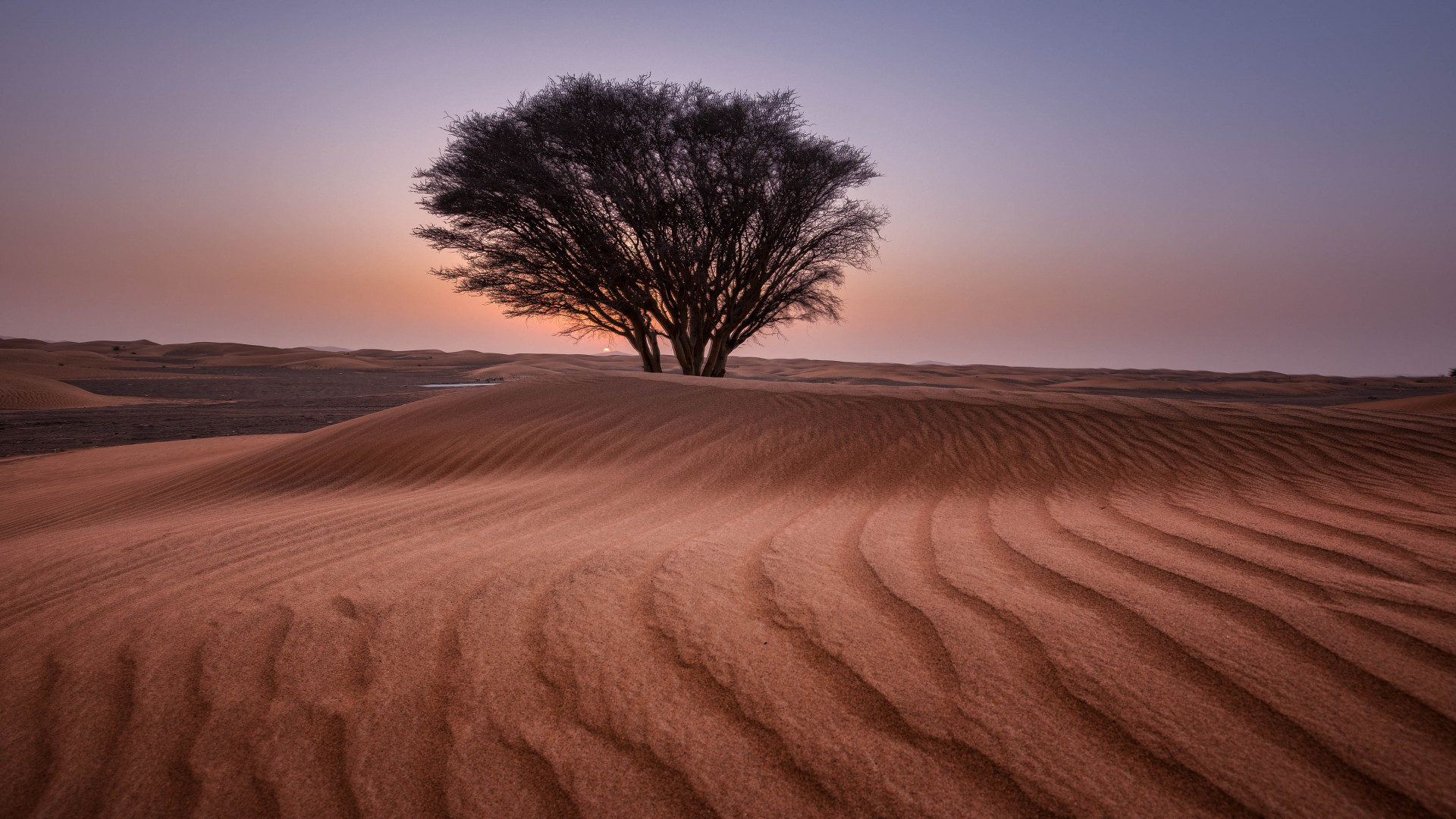 Green Tree in the Middle of Desert