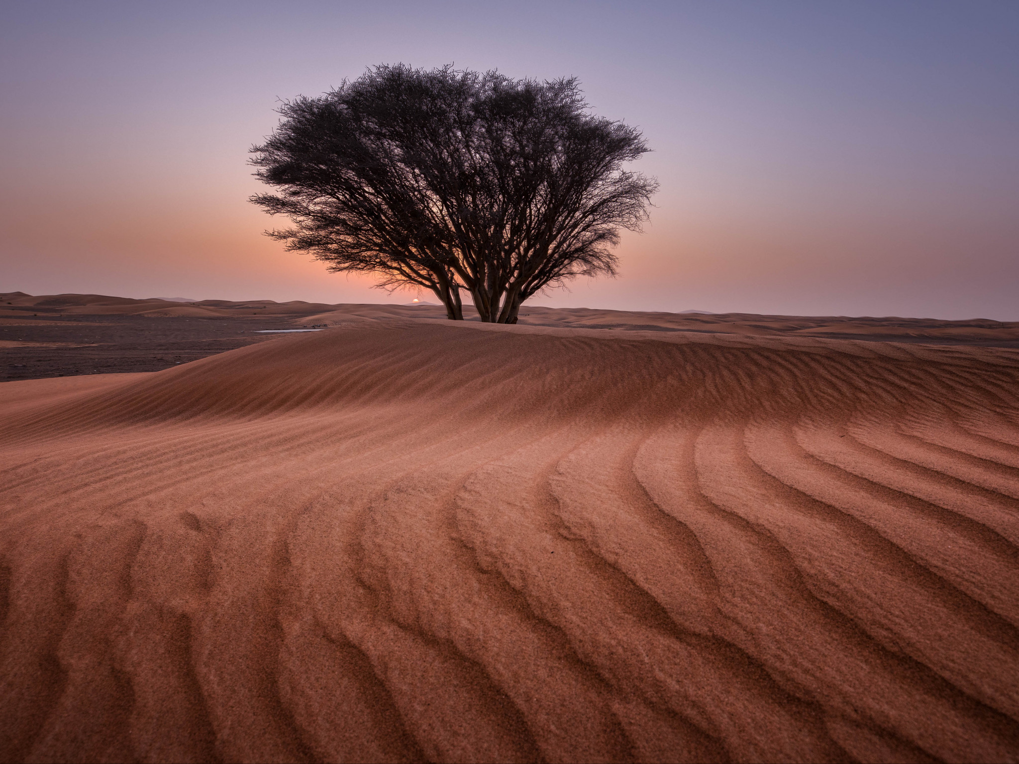 Green Tree in the Middle of Desert
