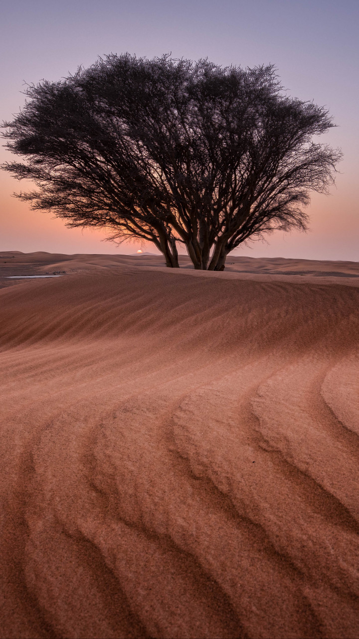 Green Tree in the Middle of Desert