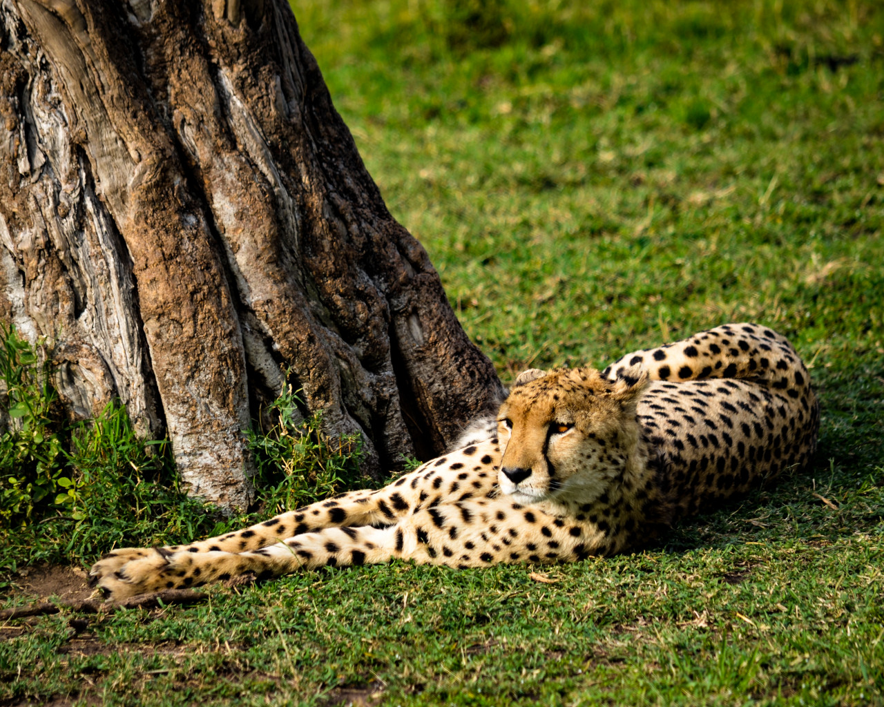 Cheetah