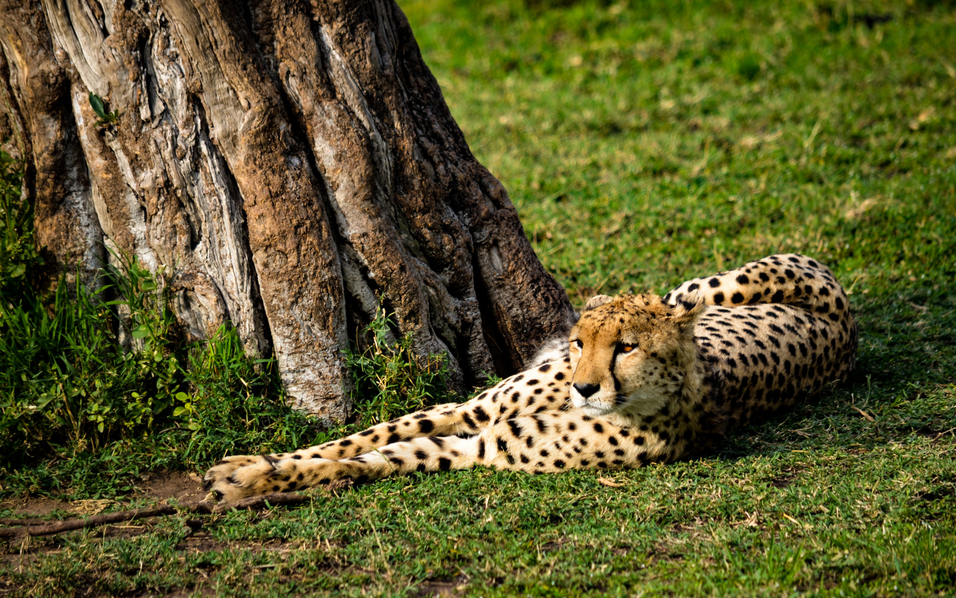 Cheetah