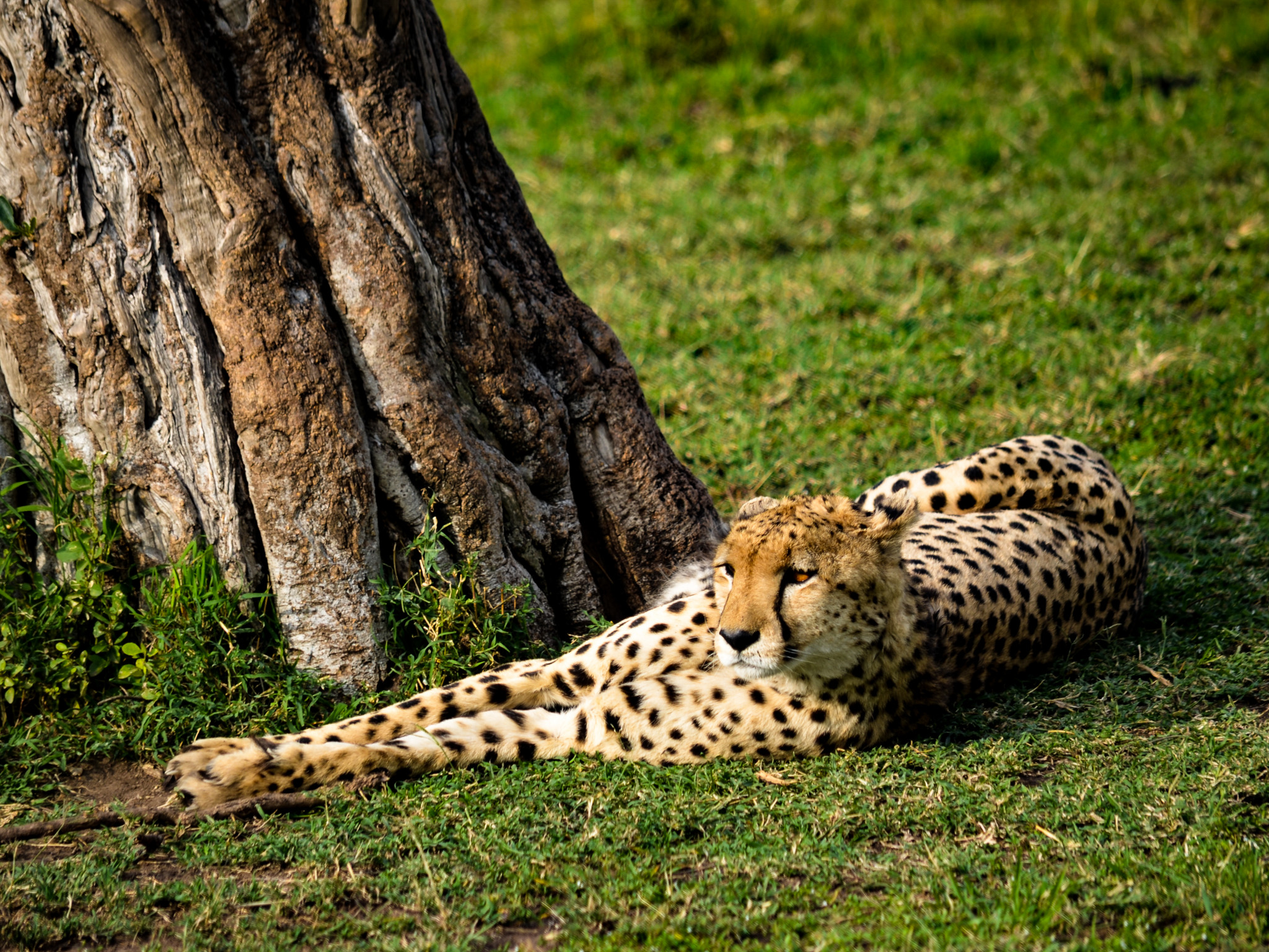 Cheetah