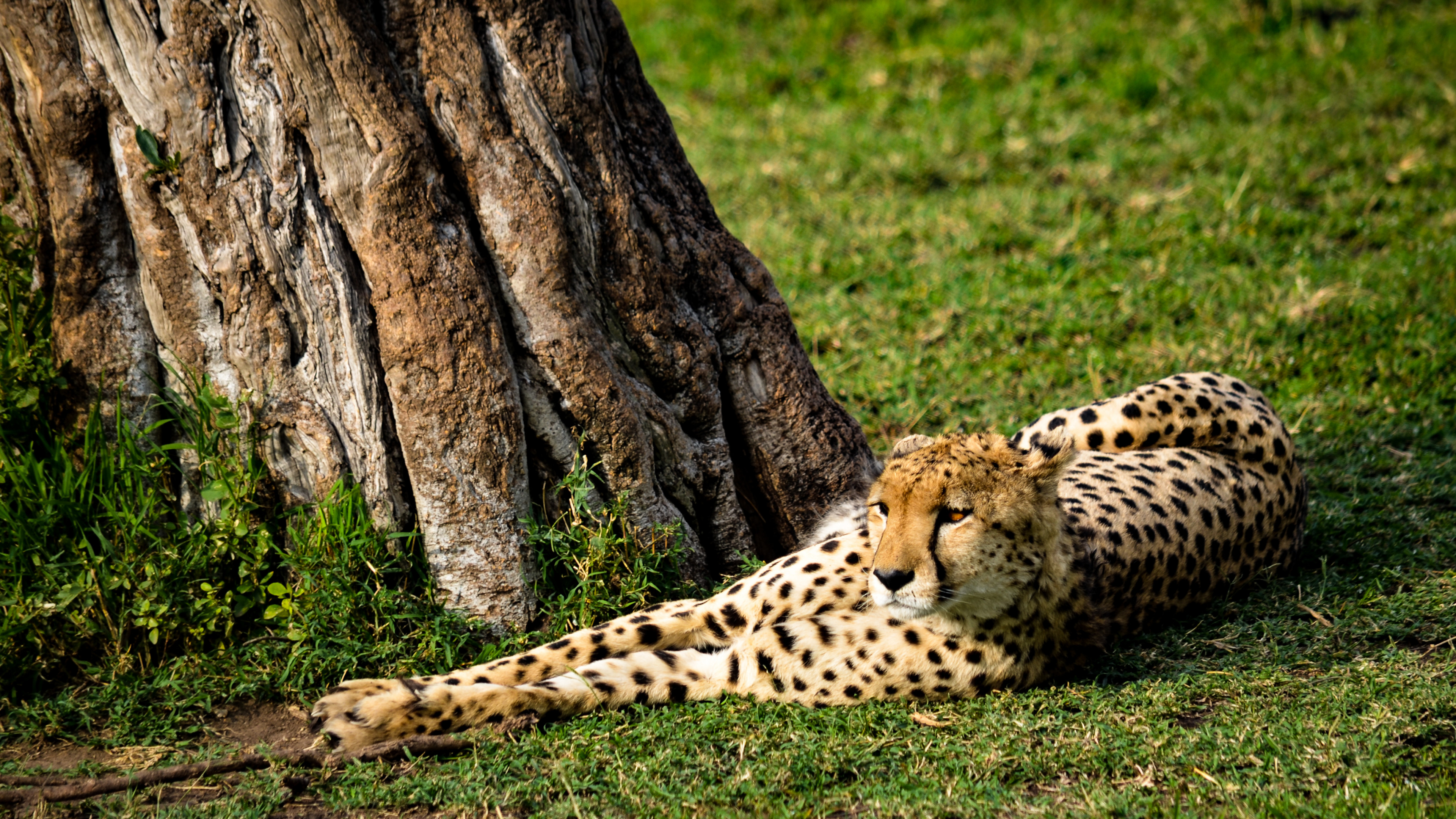 Cheetah