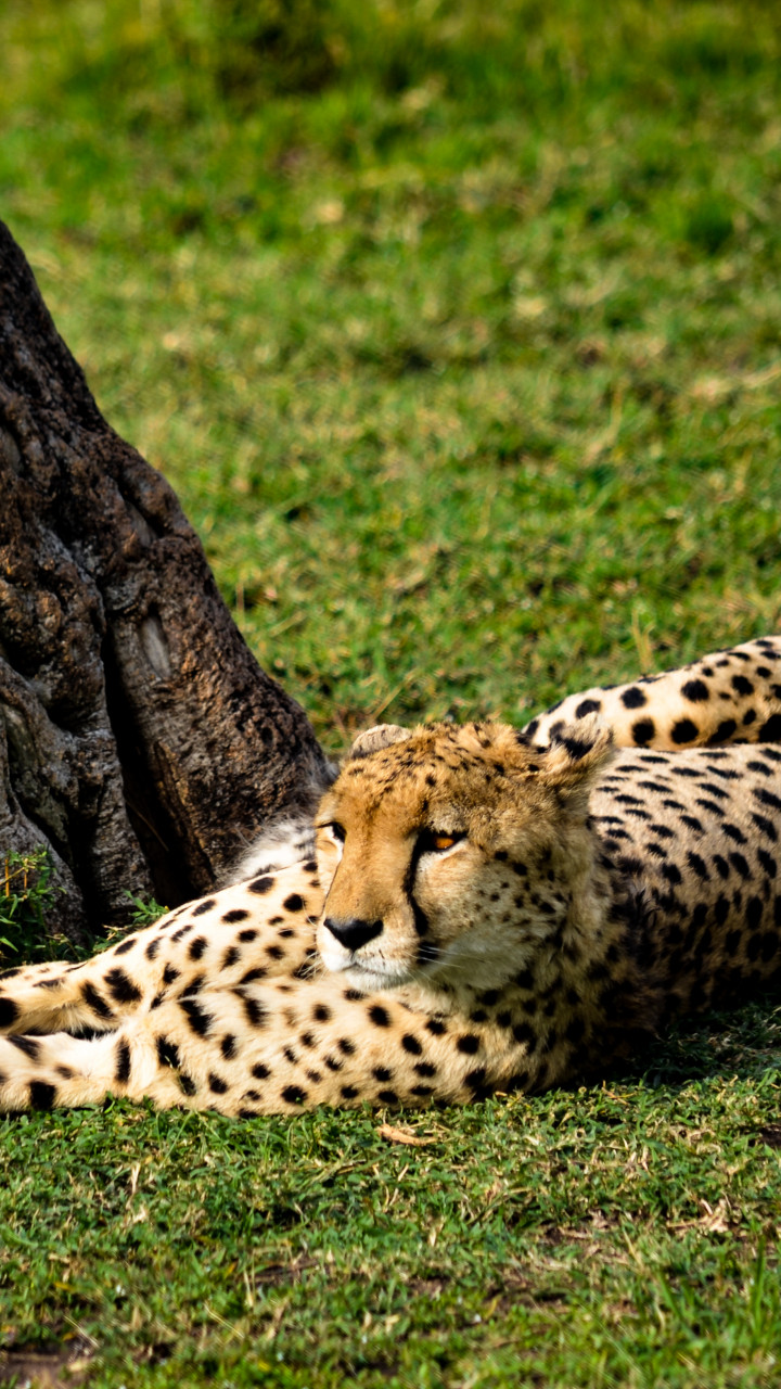 Cheetah