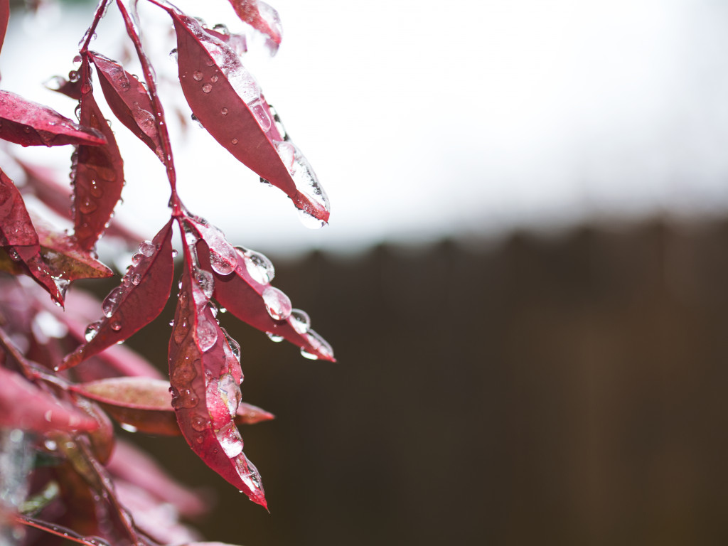 Red Leaves