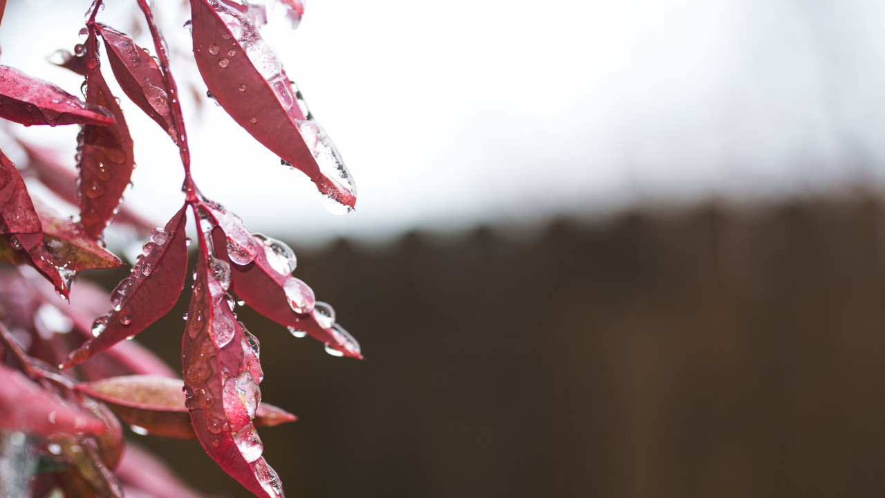 Red Leaves
