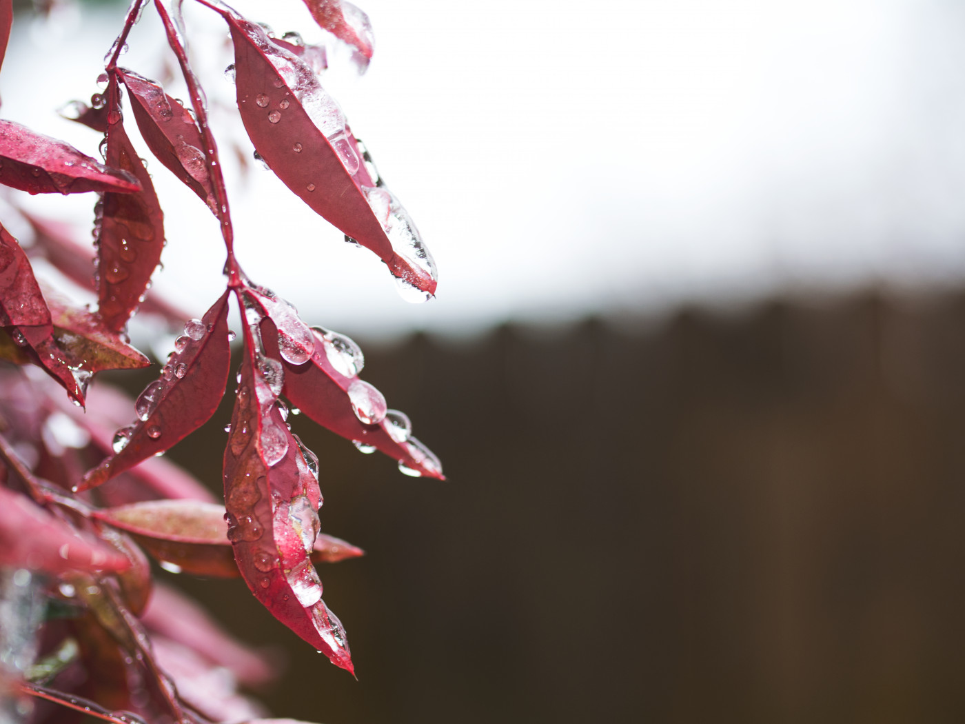 Red Leaves