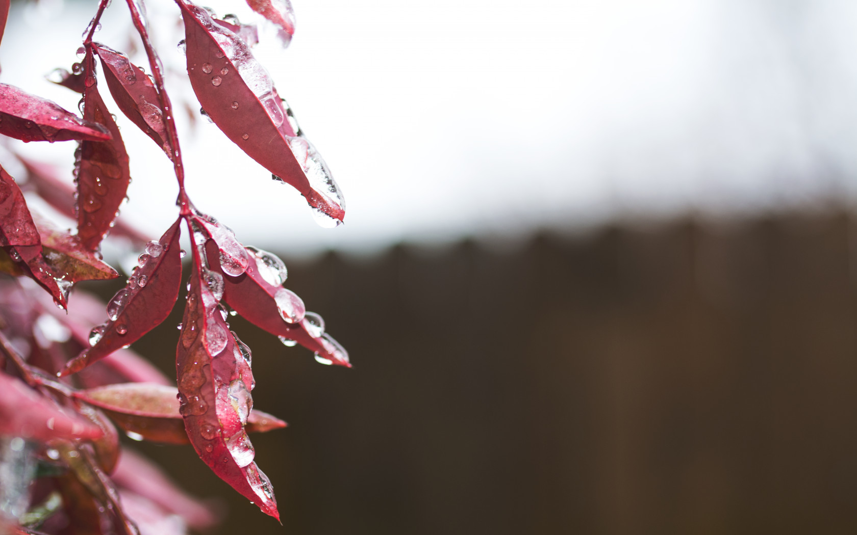 Red Leaves