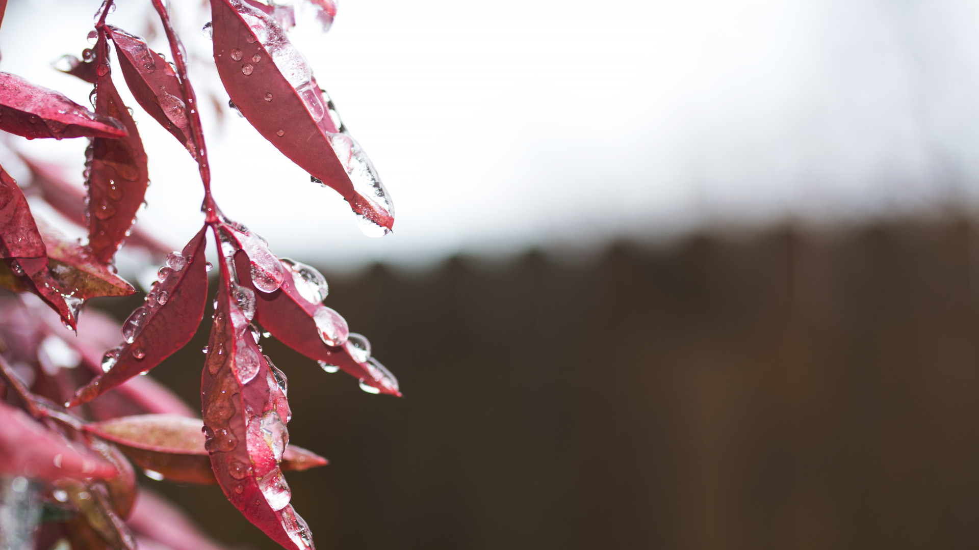 Red Leaves