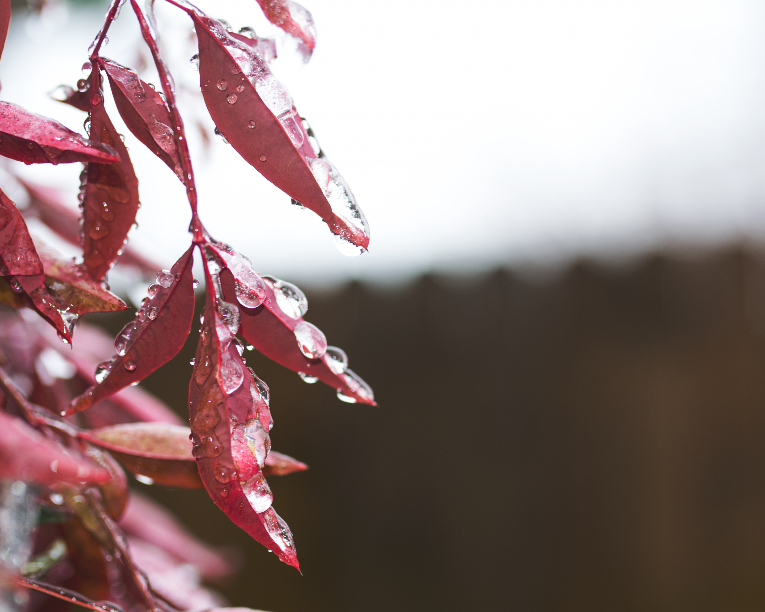 Red Leaves
