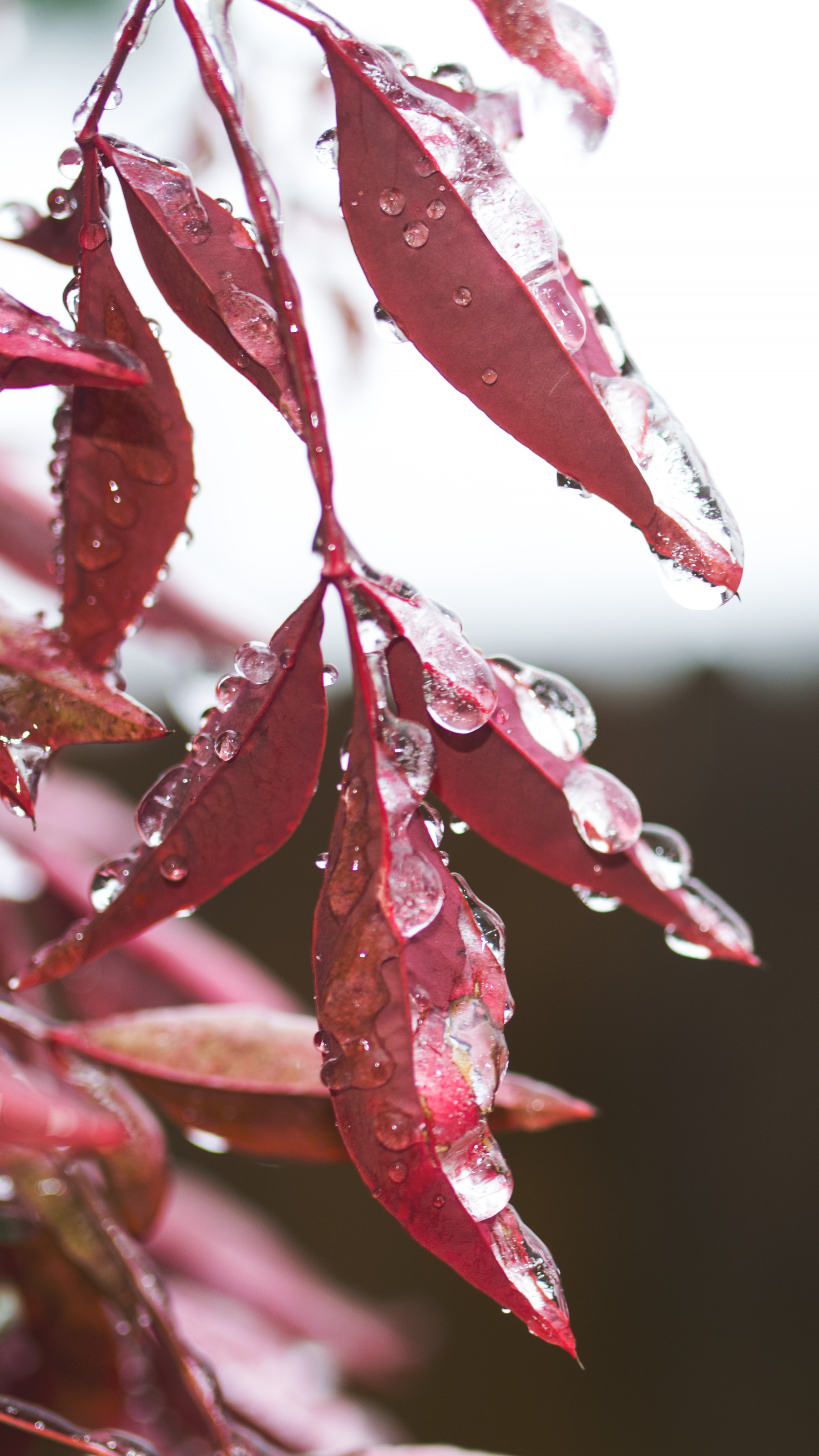 Red Leaves