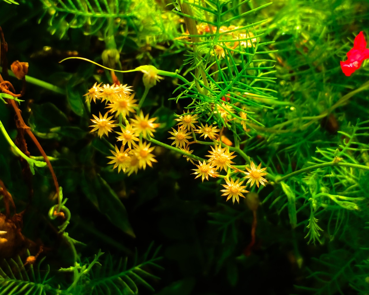 flowers