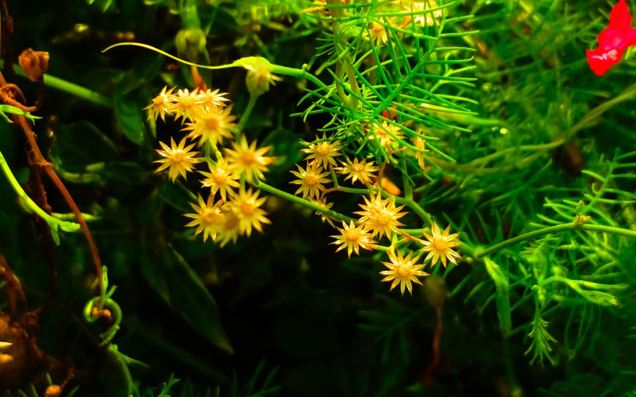 flowers