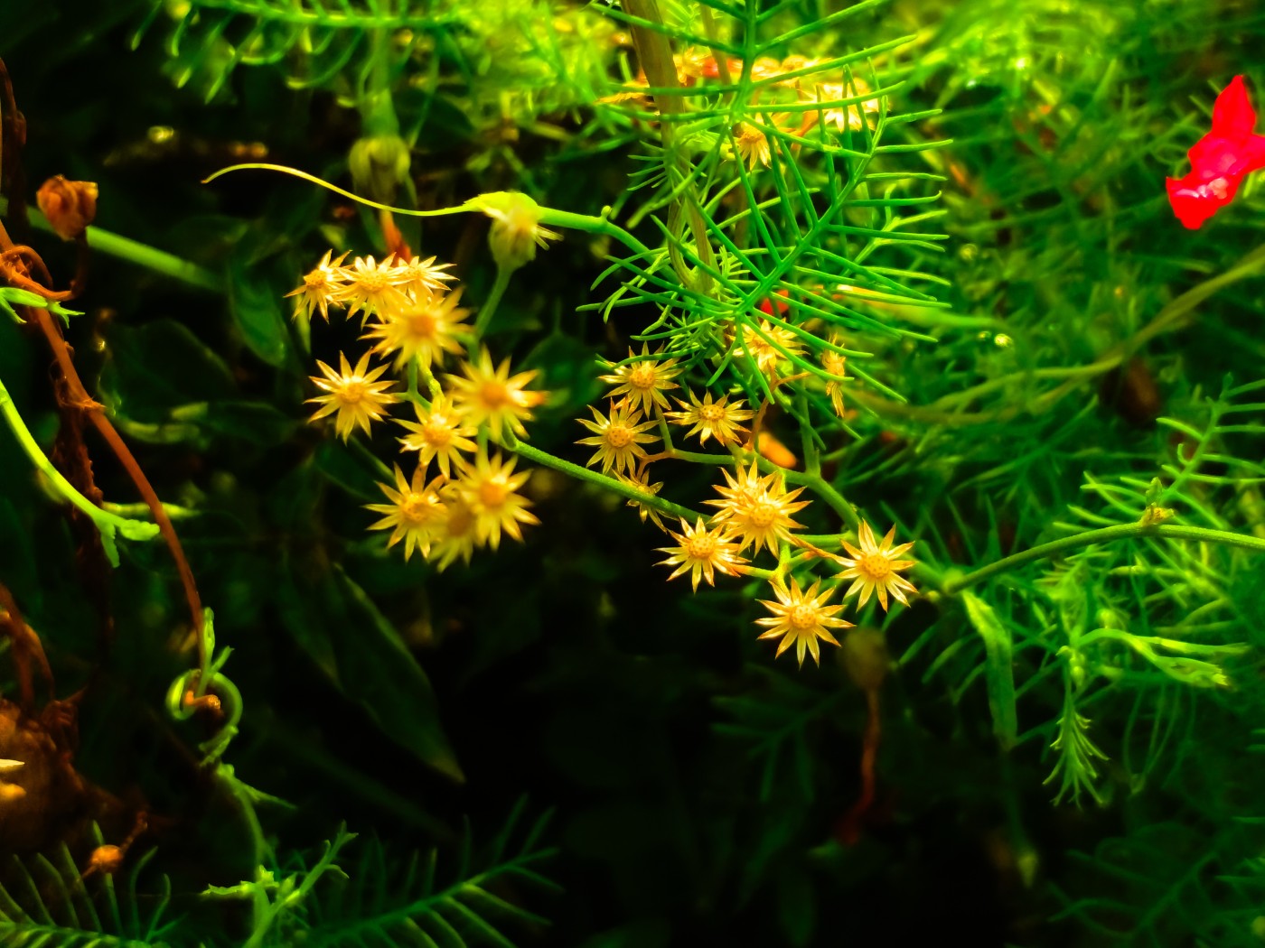 flowers