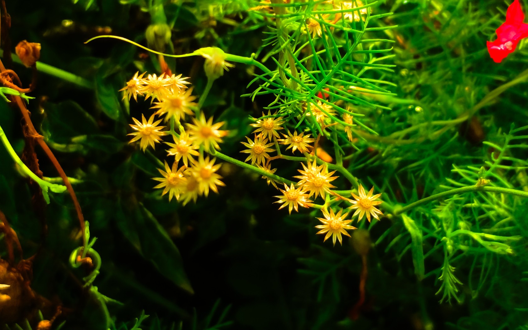 flowers