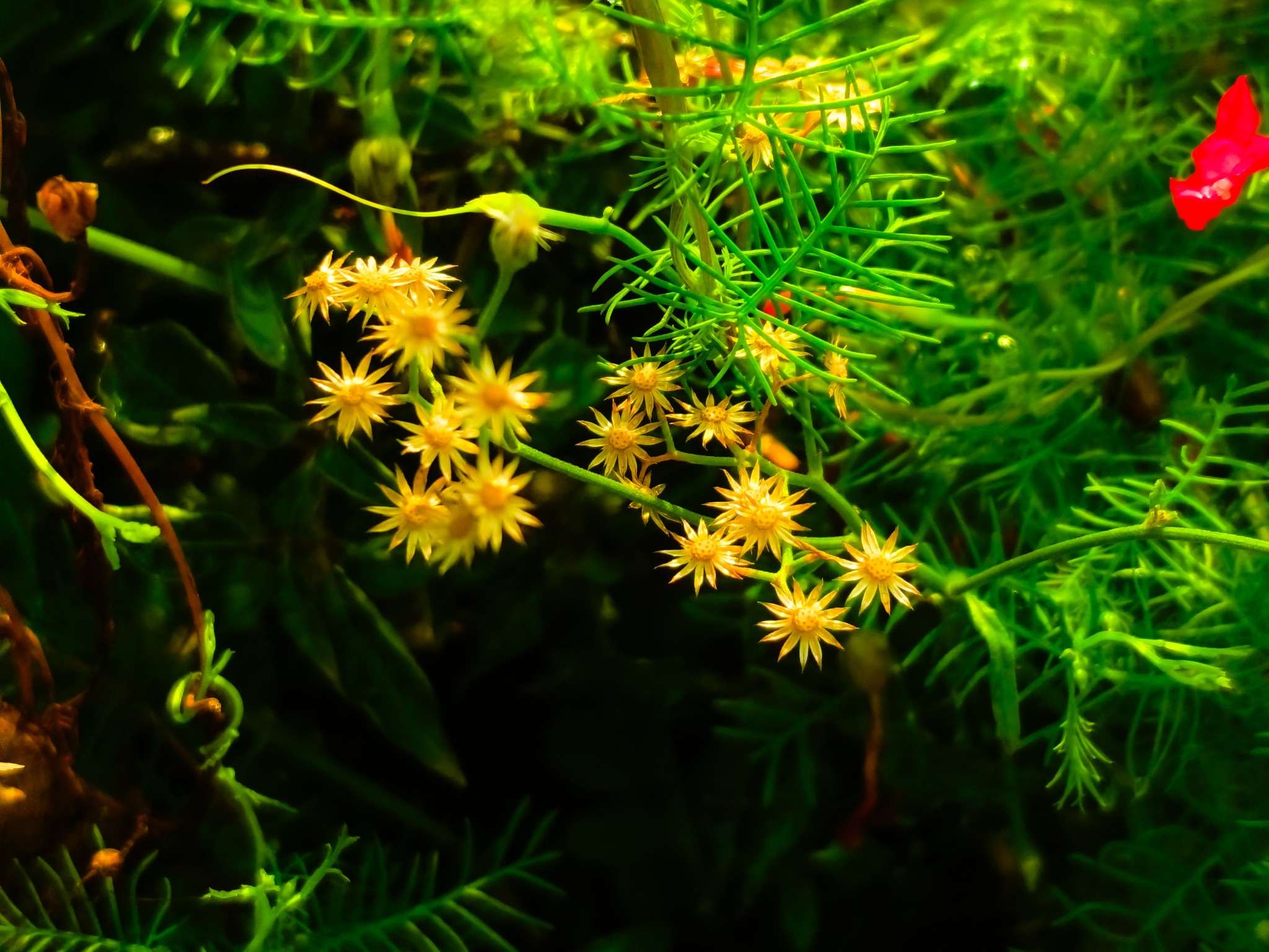 flowers