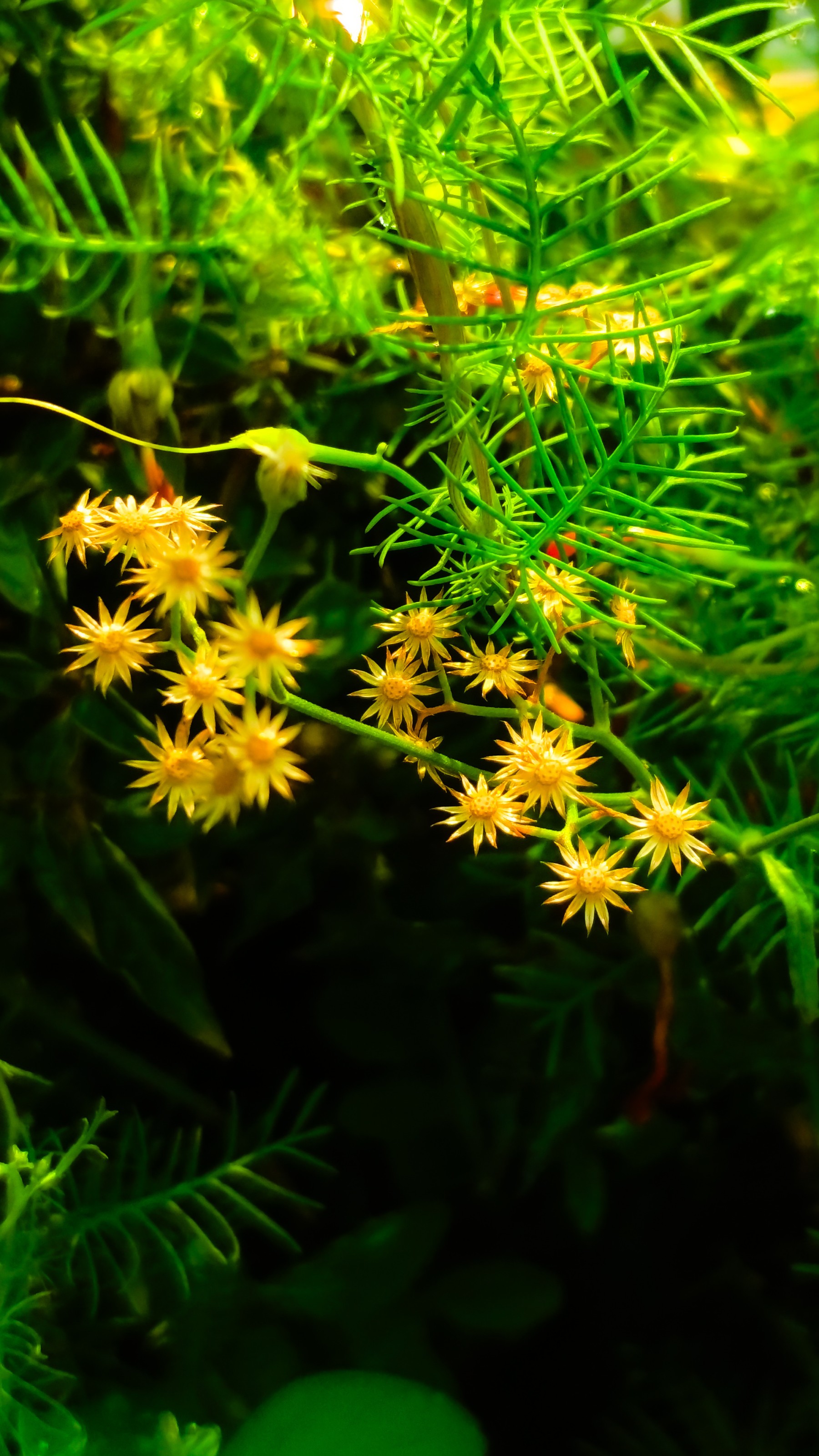 flowers