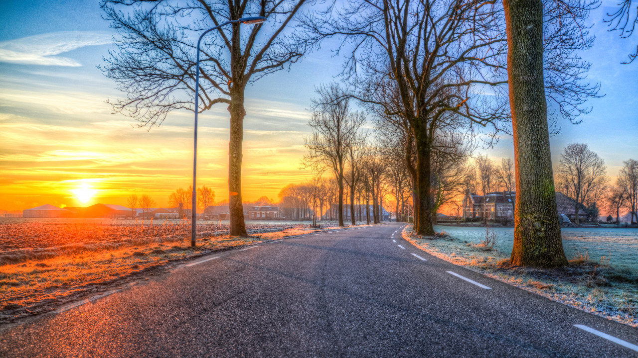 Trees Near Road