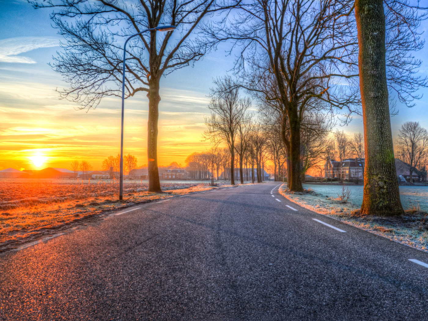 Trees Near Road