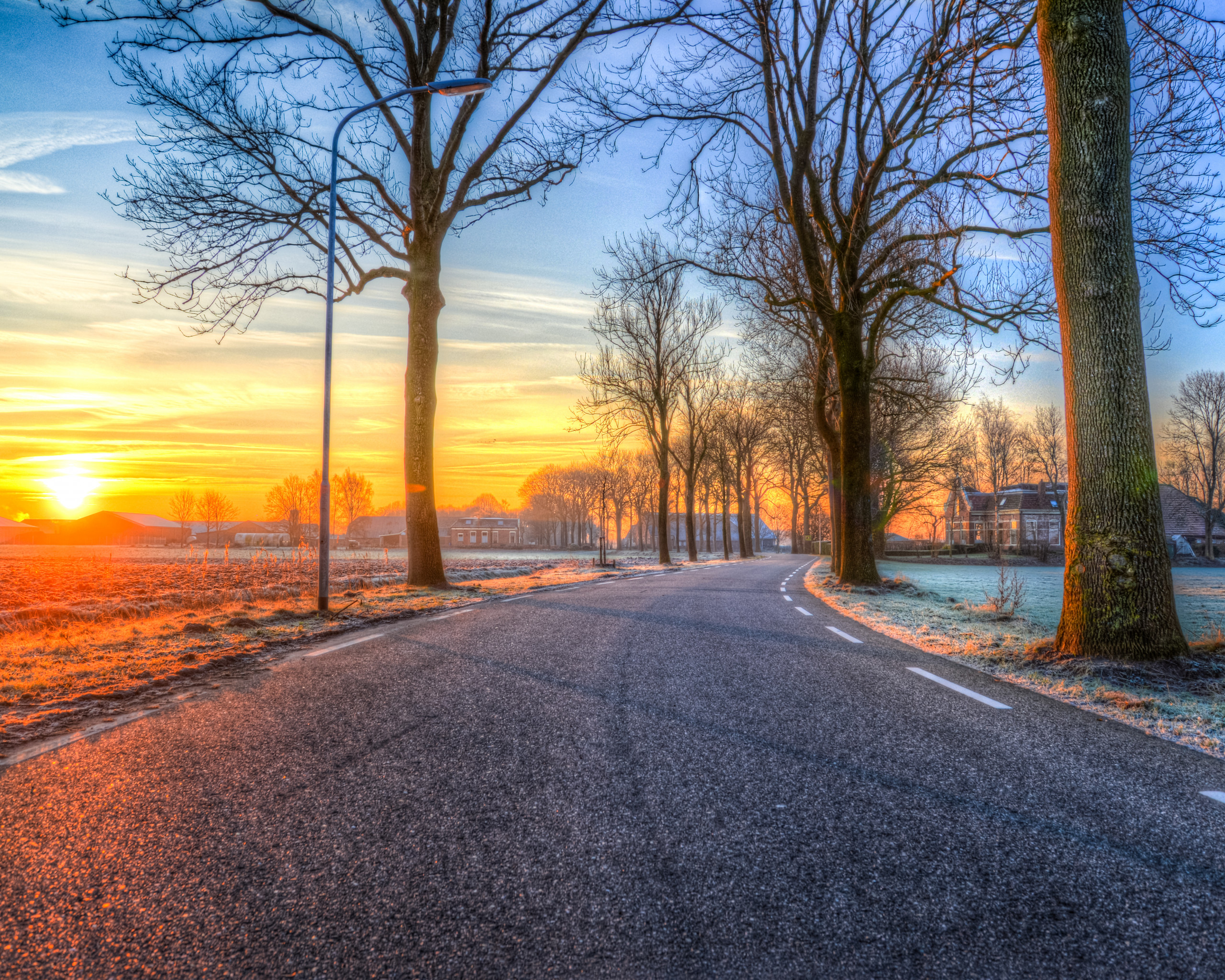 Trees Near Road