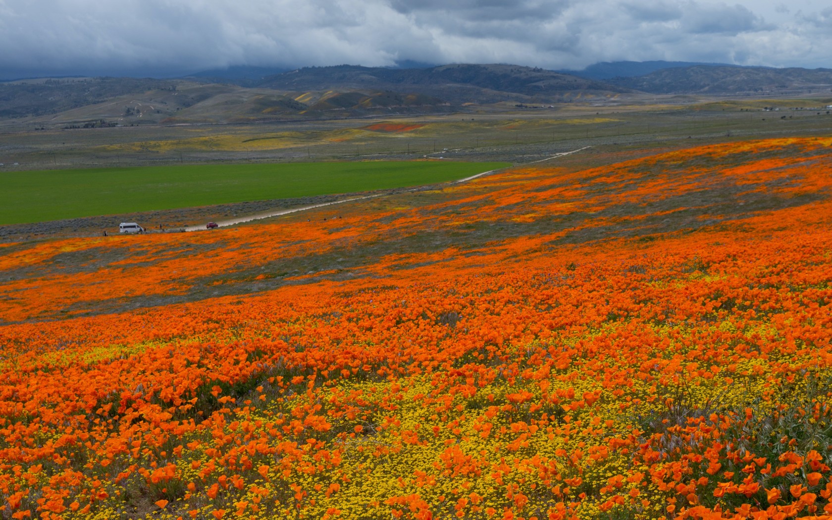 Orange field