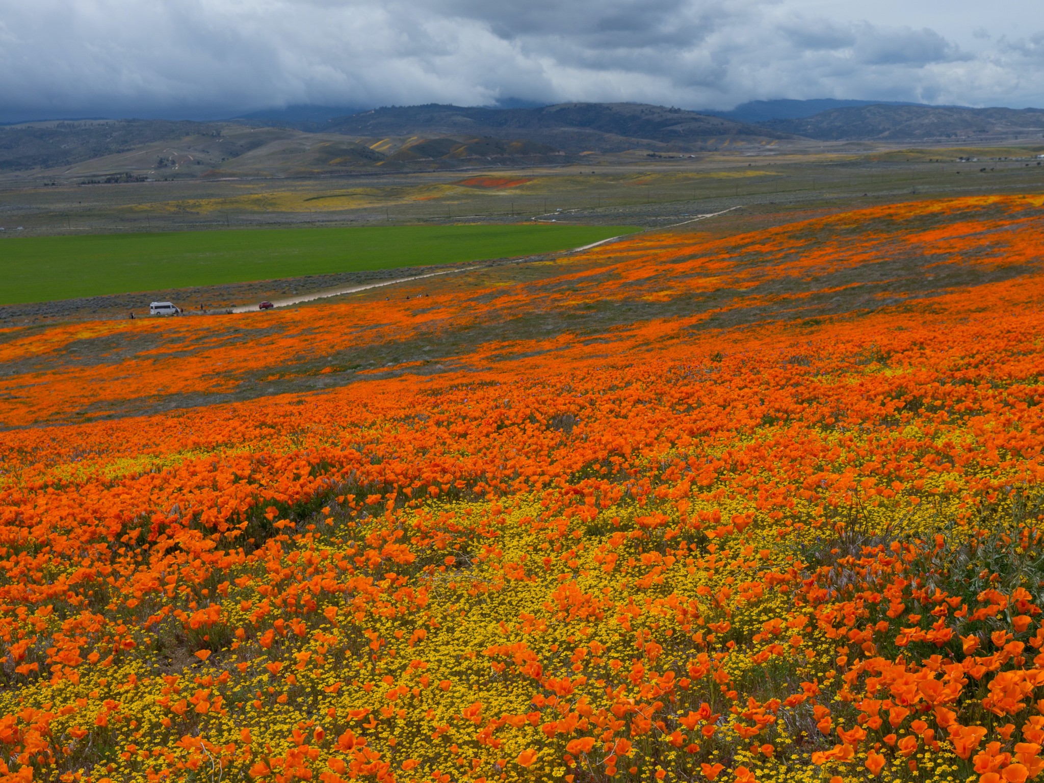 Orange field