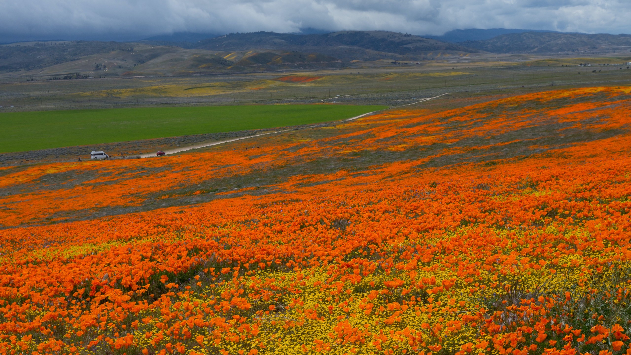 Orange field