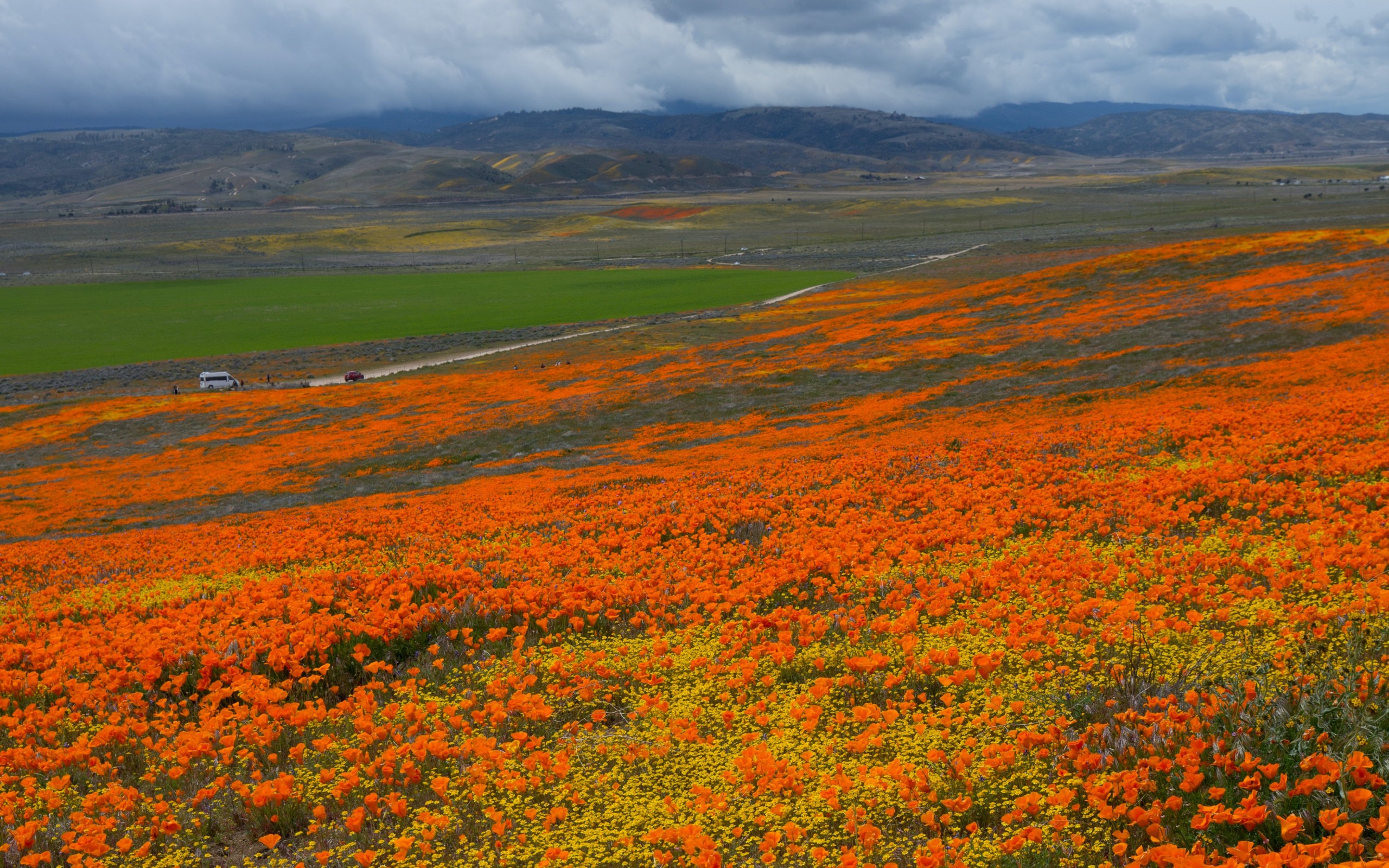 Orange field
