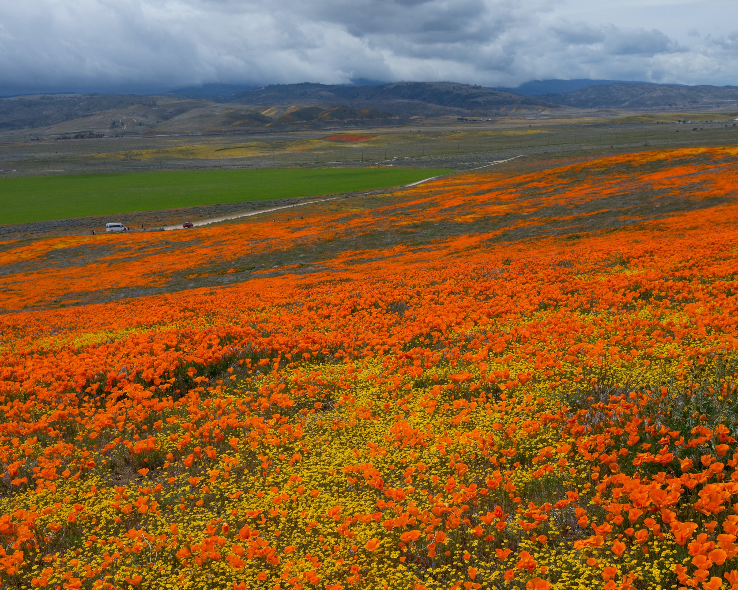 Orange field