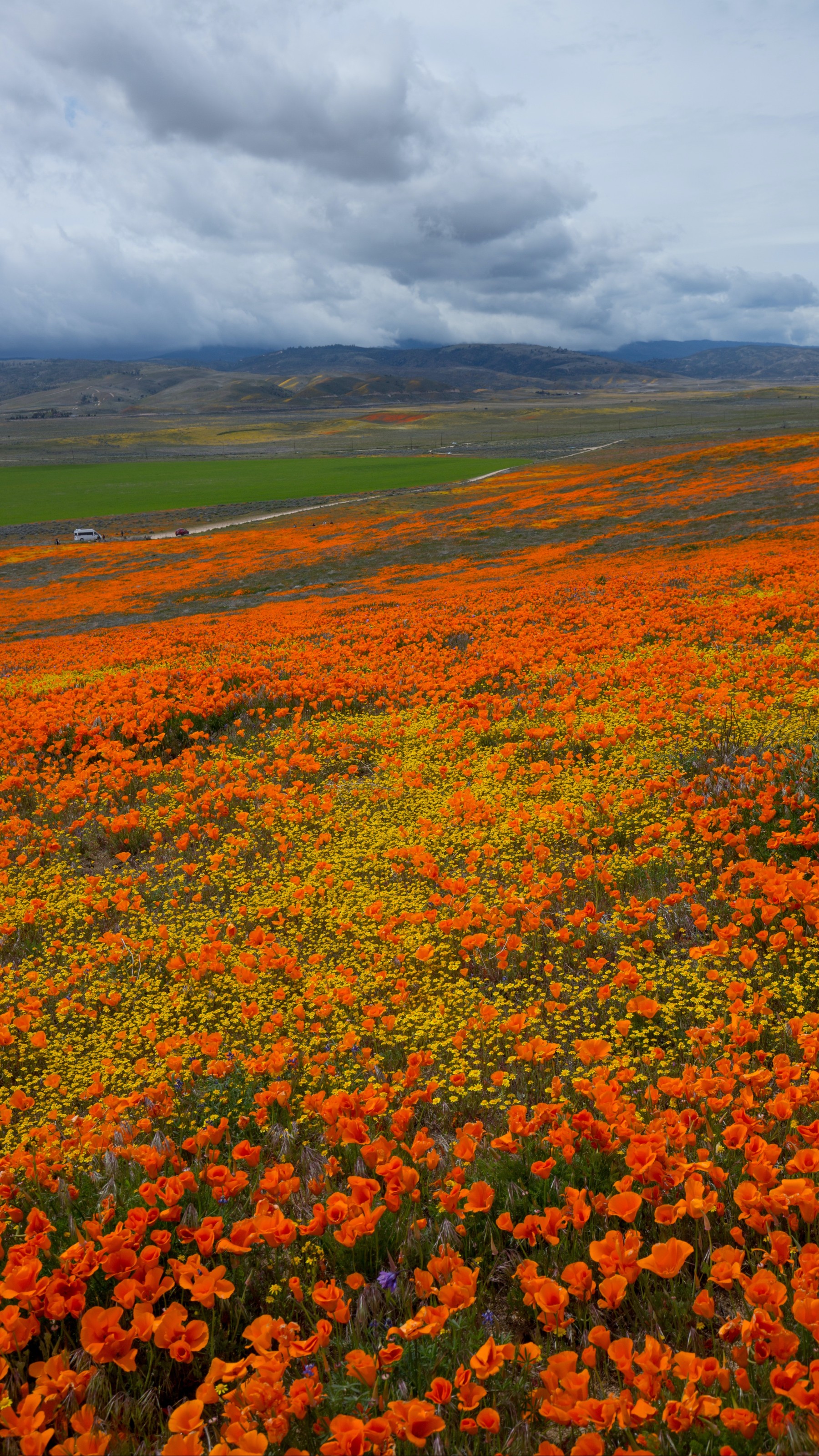 Orange field