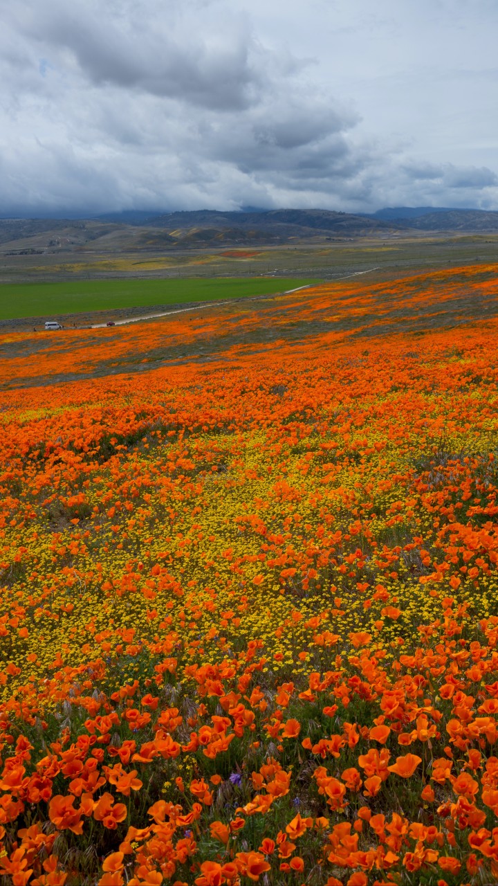 Orange field