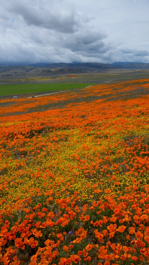 Orange field