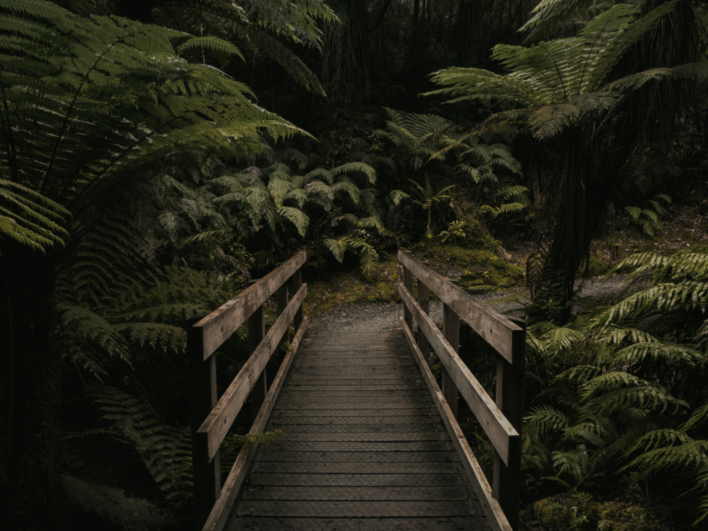 Brown Wooden Bridge Near Forest