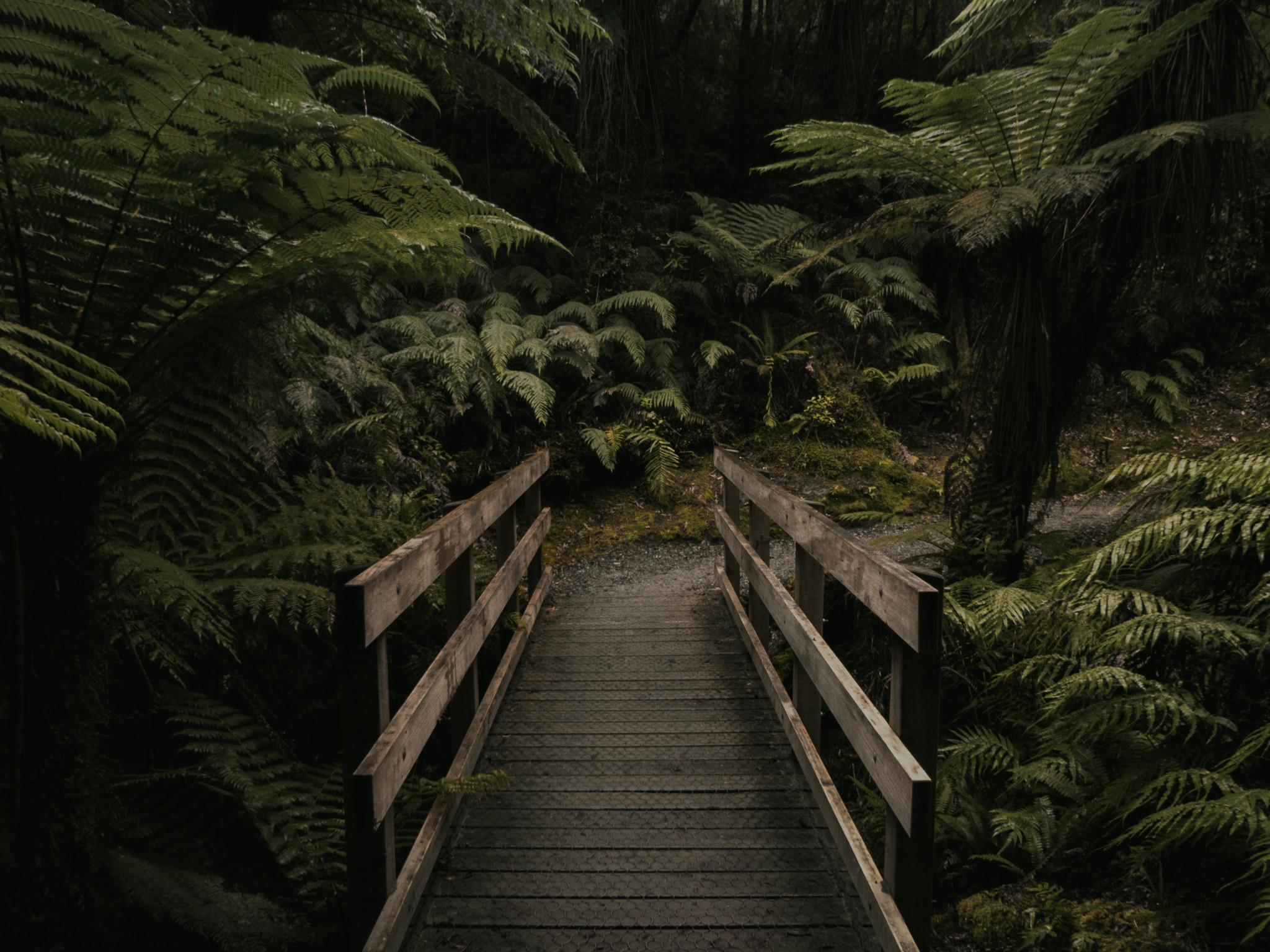 Brown Wooden Bridge Near Forest