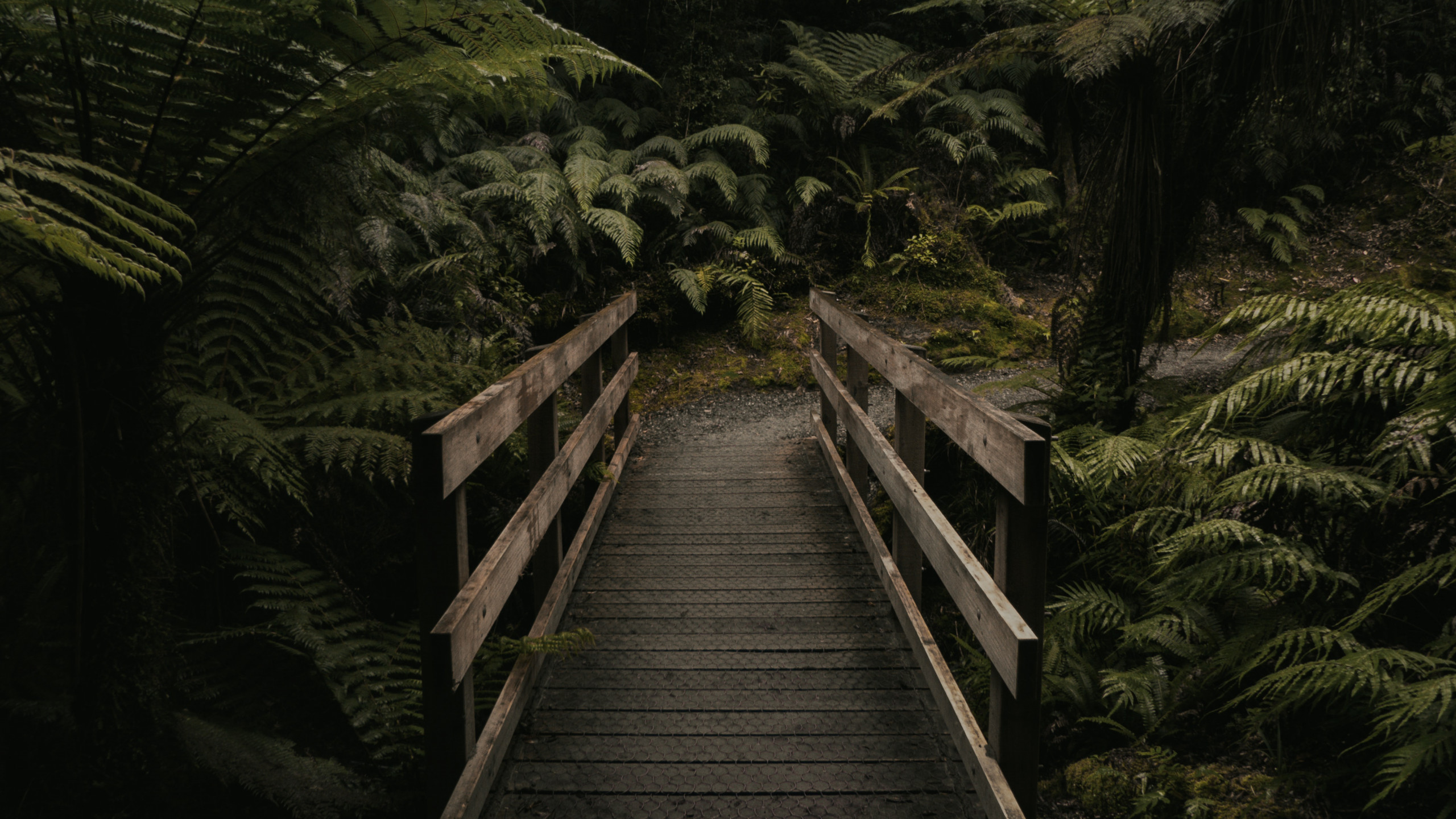 Brown Wooden Bridge Near Forest