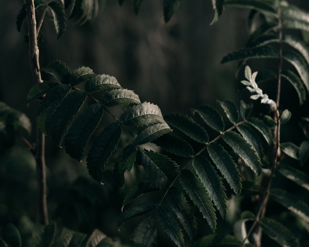 Green Plants